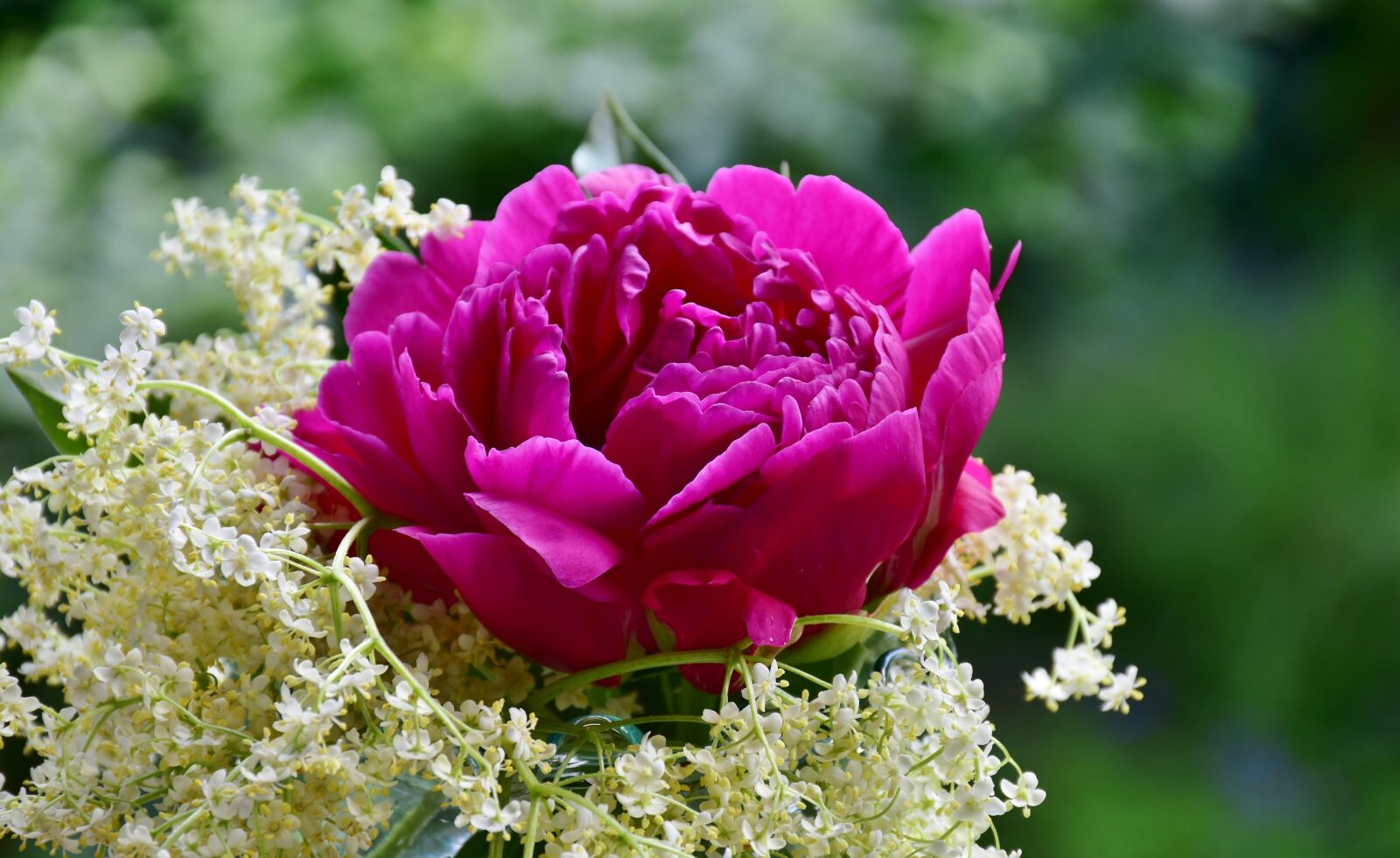 Nikon D7200 sample photo. Peony, rose, elder photography