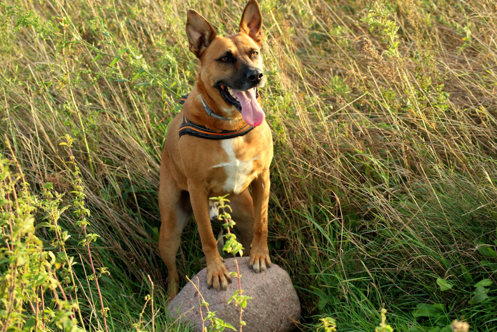 Canon EOS 1200D (EOS Rebel T5 / EOS Kiss X70 / EOS Hi) sample photo. Dog, animal, portrait photography
