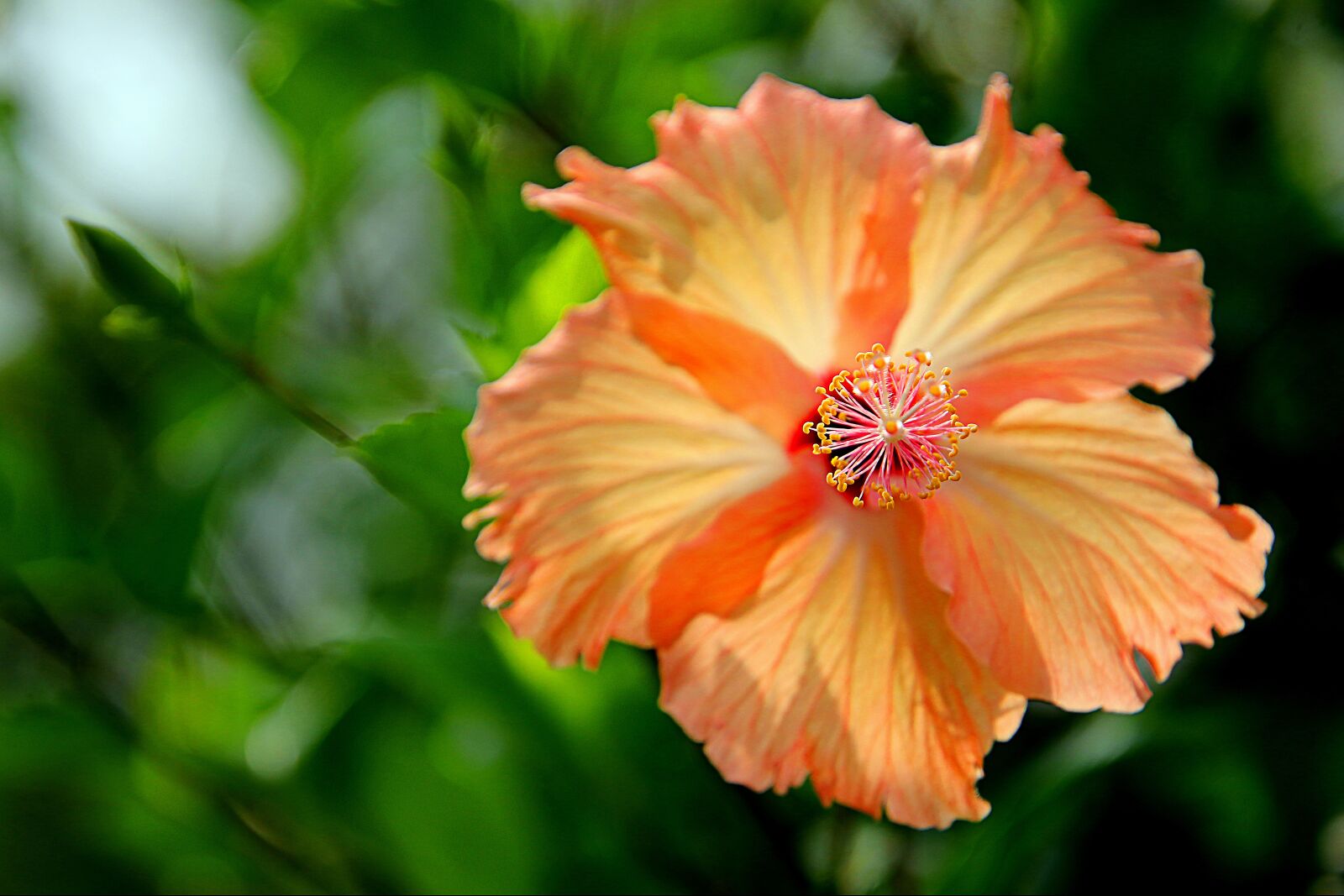 Canon EOS 80D sample photo. Flowers, hibiscus flowers, the photography