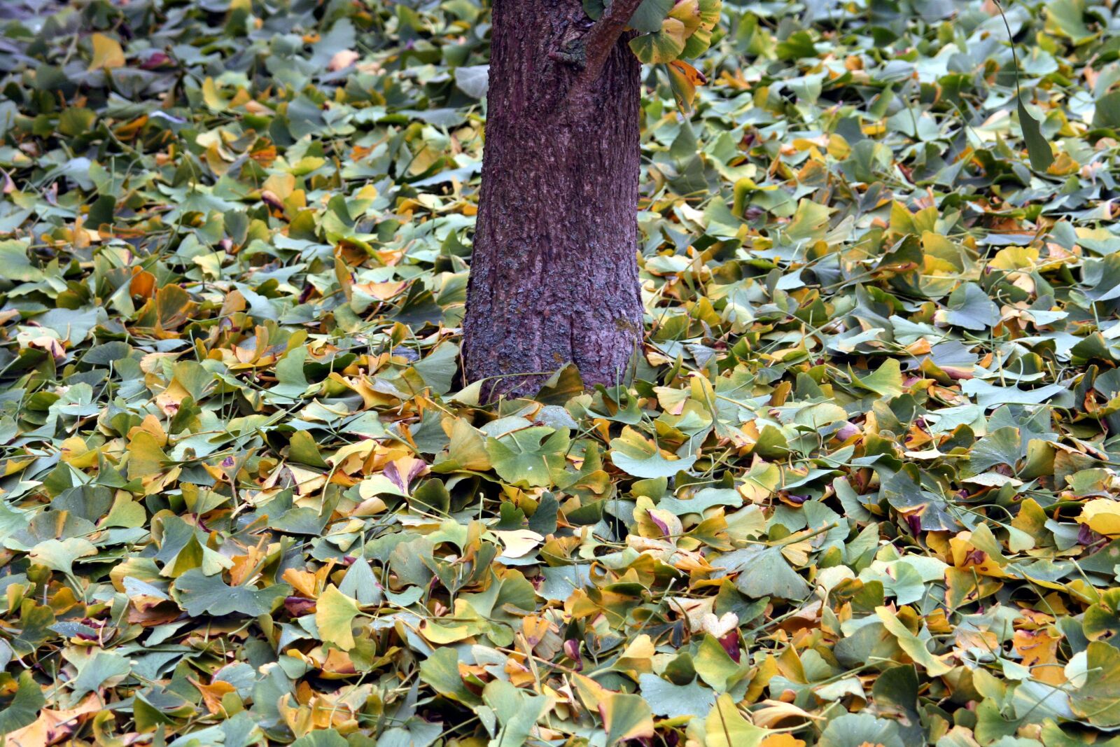 Canon EOS 350D (EOS Digital Rebel XT / EOS Kiss Digital N) sample photo. Leaves, ginko, tree photography