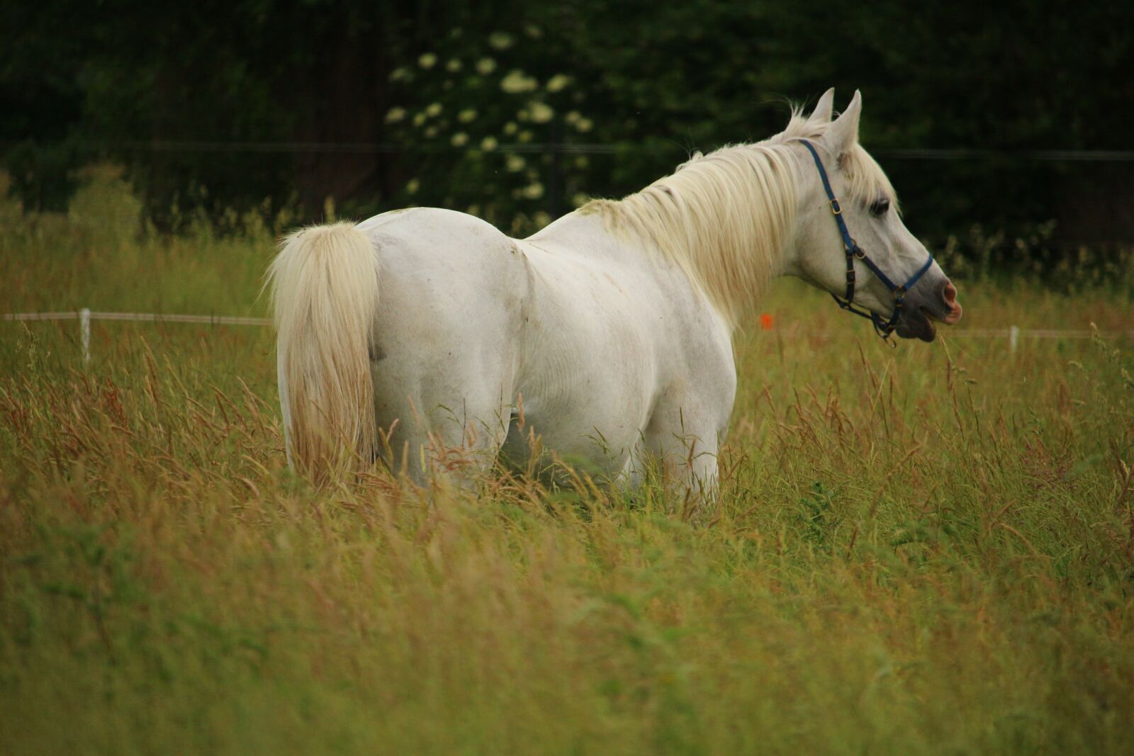 Canon EOS 100D (EOS Rebel SL1 / EOS Kiss X7) sample photo. Horse, stallion, mold photography