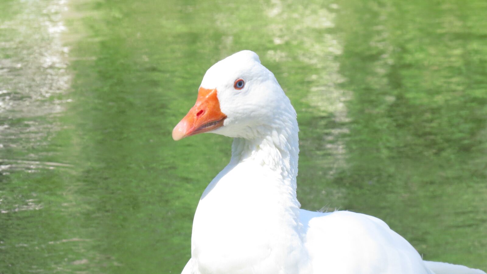 Canon PowerShot SX50 HS sample photo. Goose, duck, lake photography