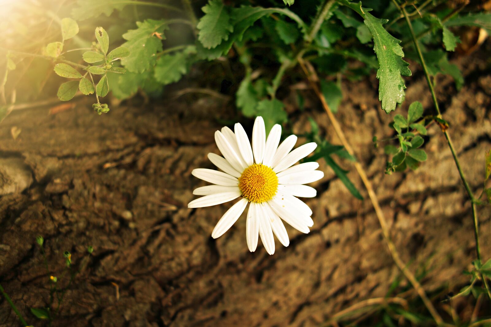 Sony Cyber-shot DSC-RX100 sample photo. White, yellow, daisy, flower photography