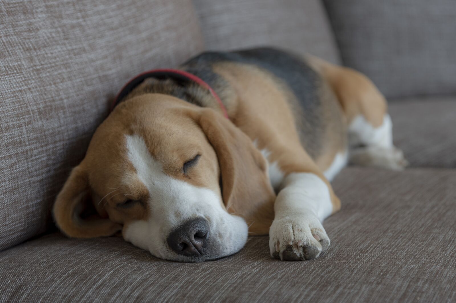 Nikon D750 sample photo. Beagle, dog, puppy photography