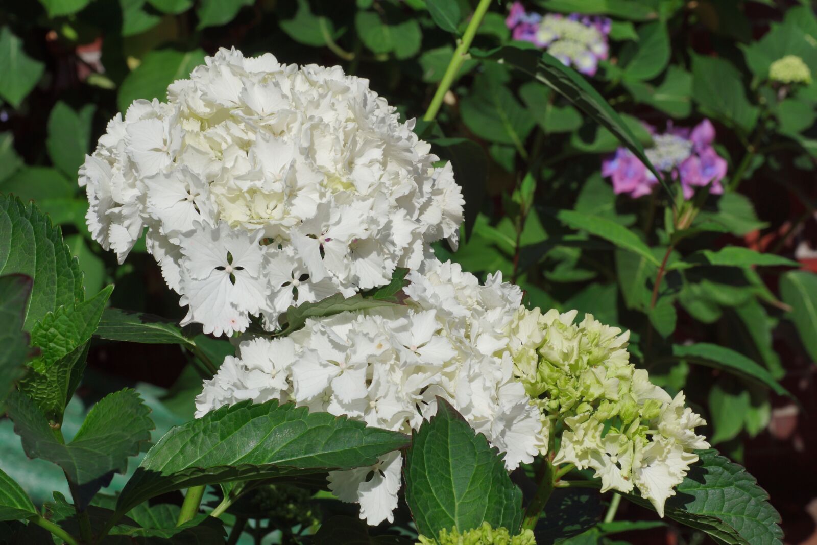 Sony SLT-A68 sample photo. Hydrangeas, flowers, summer photography