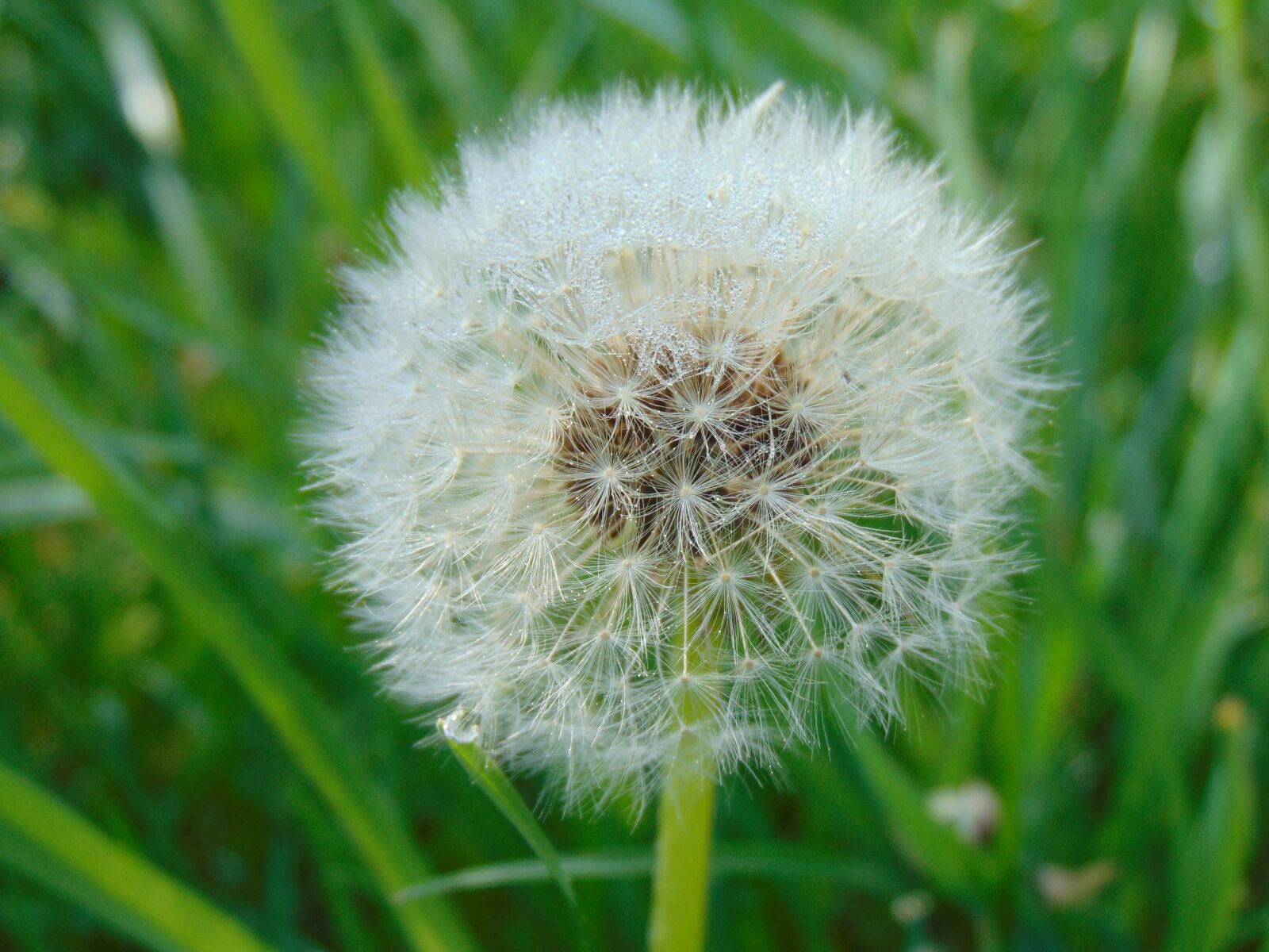 Sony Cyber-shot DSC-H300 sample photo. Dandelion, sonchus oleraceus, nuns photography