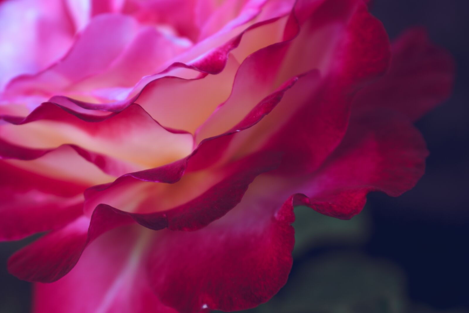 Nikon D5600 sample photo. Pink, flowers, petals photography