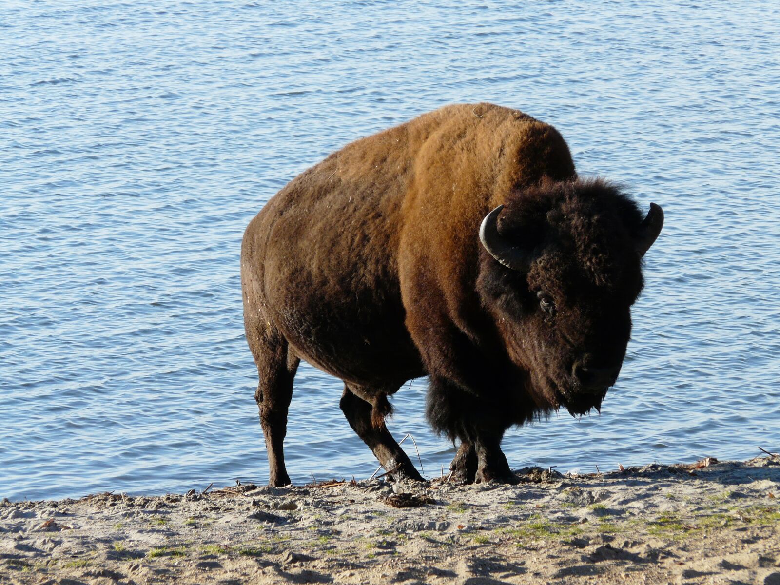 Panasonic DMC-FZ18 sample photo. Animal, nature, wisent photography
