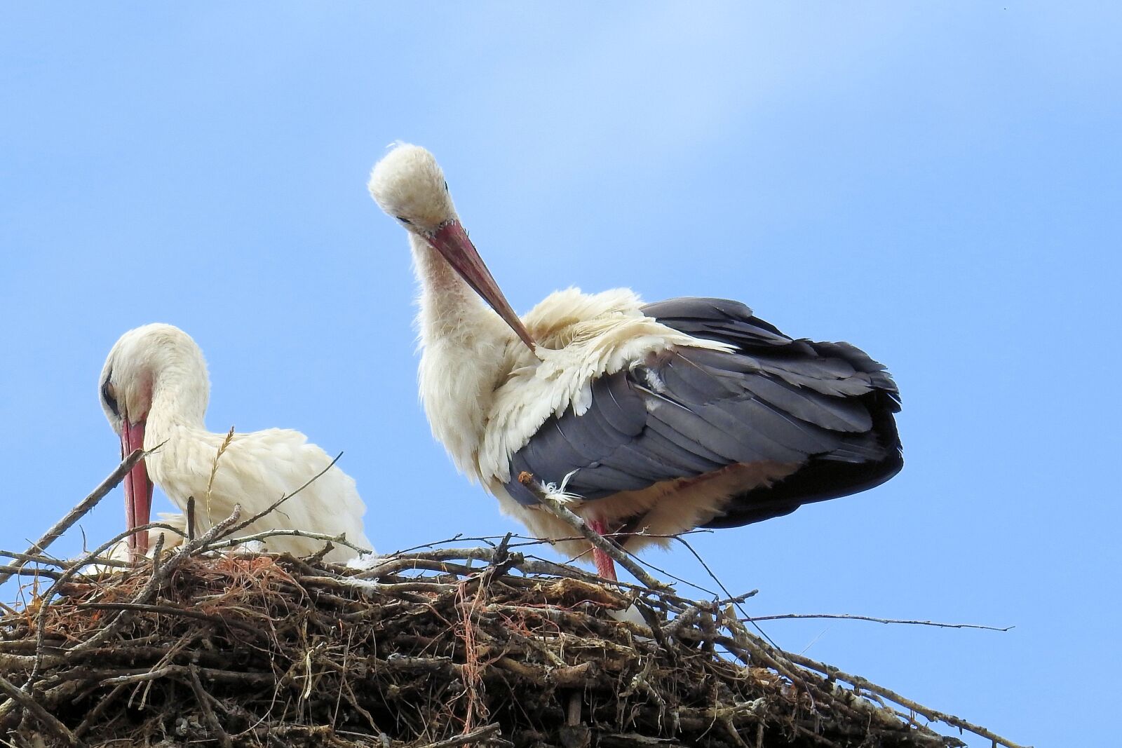 Nikon Coolpix P900 sample photo. Stork, stork couple, nest photography