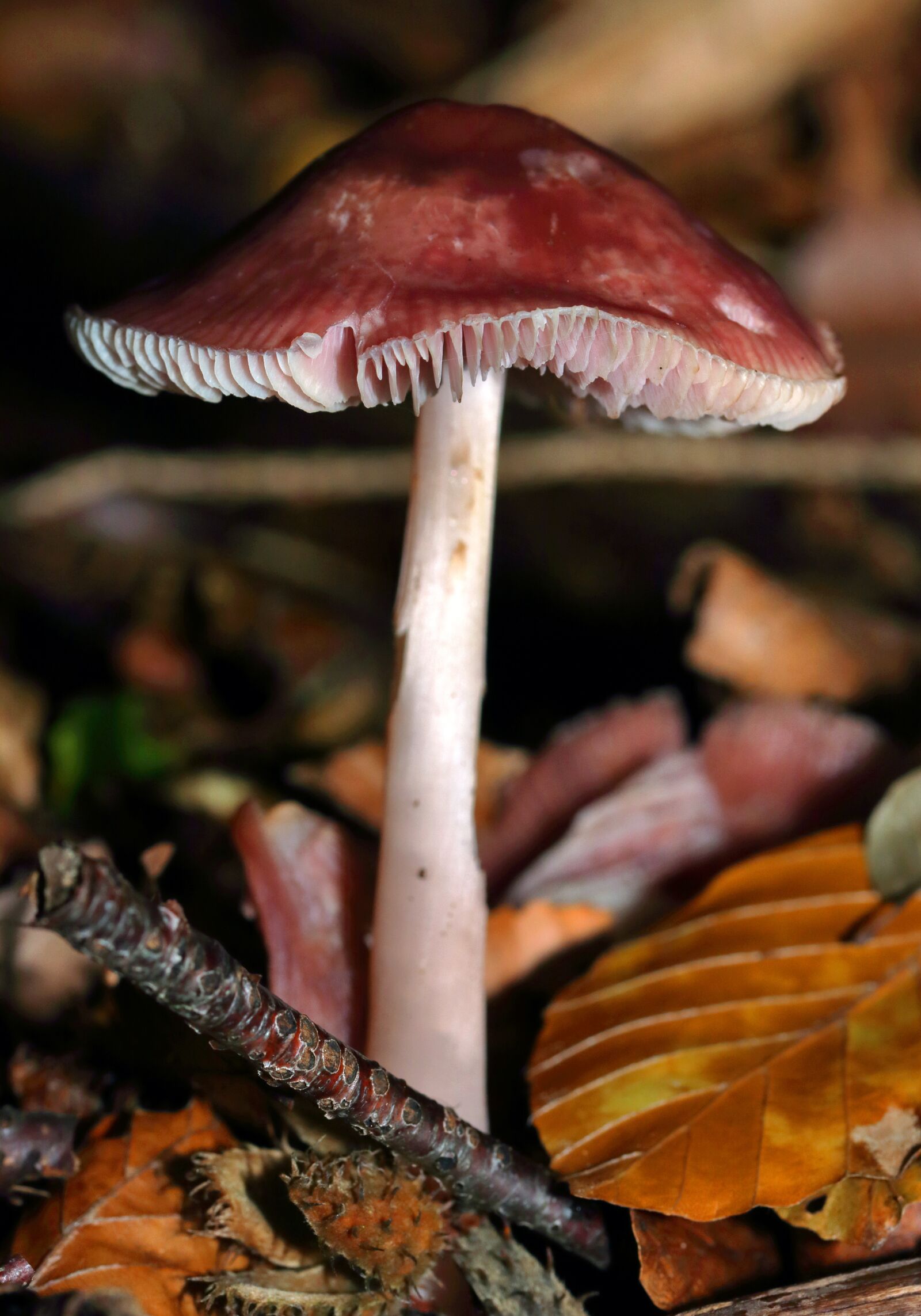 Canon EOS 80D sample photo. Mushroom, forest, autumn photography