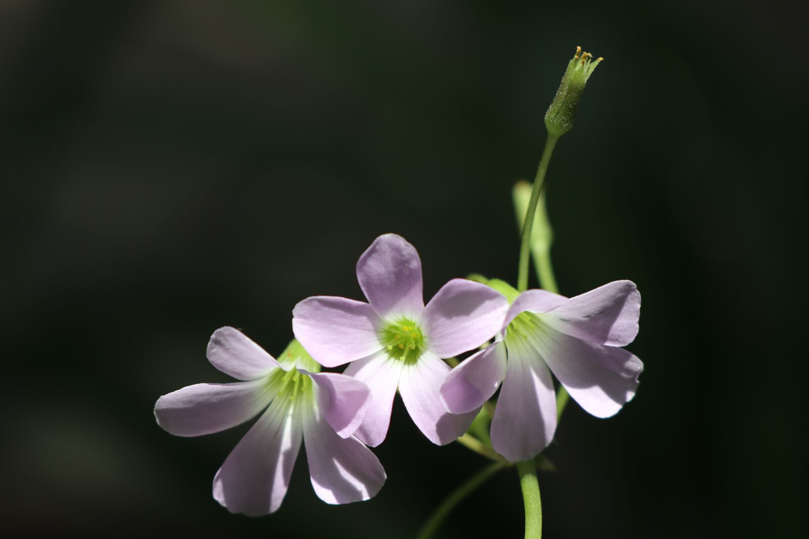 Canon EF-M 18-150mm F3.5-6.3 IS STM sample photo. Bright, flower, nature photography