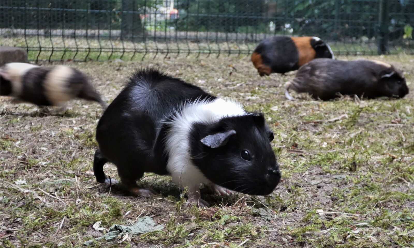 Panasonic Lumix DC-FZ80 (Lumix DC-FZ82) sample photo. Guinea pig, meadow, guinea photography