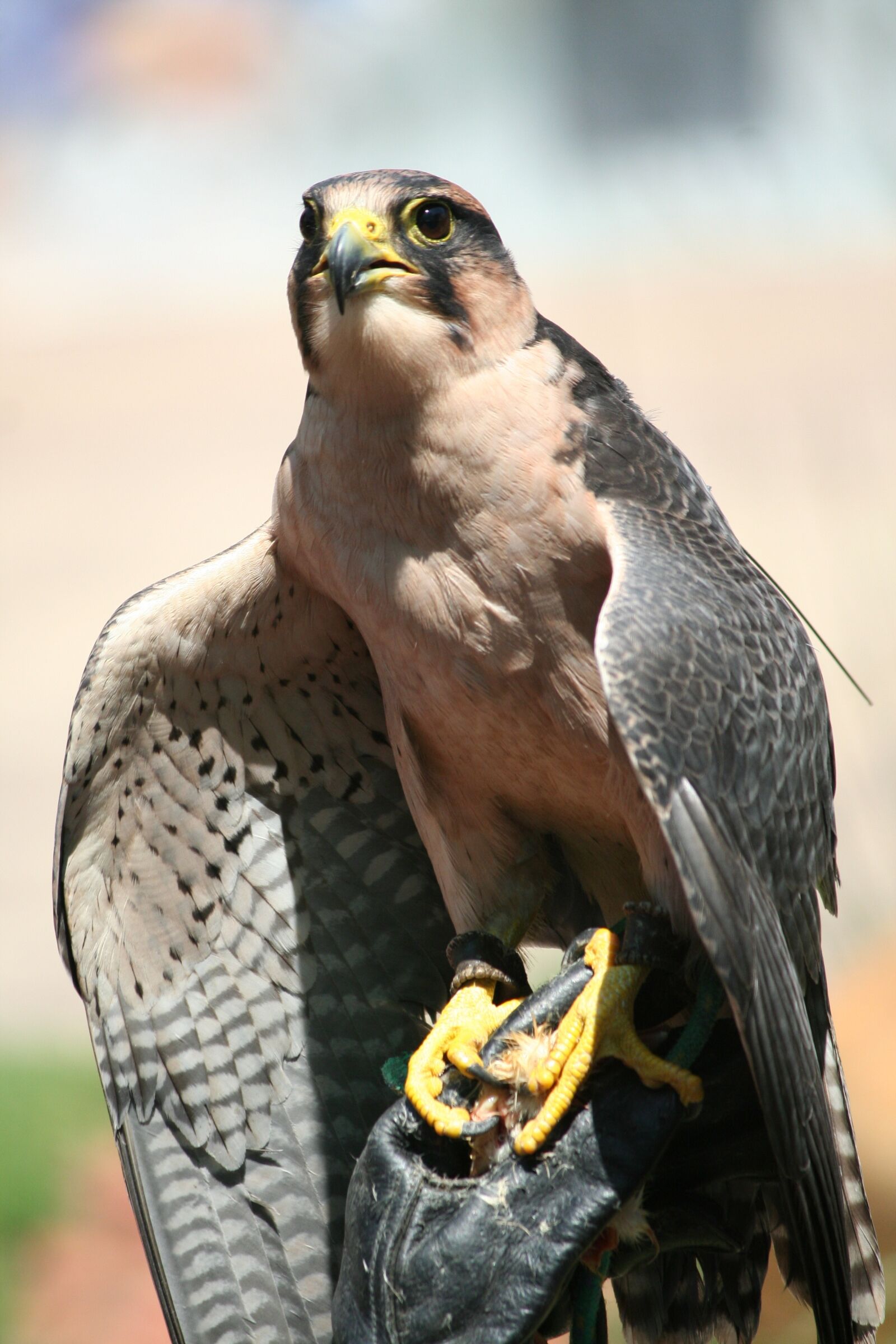 Canon EOS 350D (EOS Digital Rebel XT / EOS Kiss Digital N) sample photo. Animal, bird, prey photography