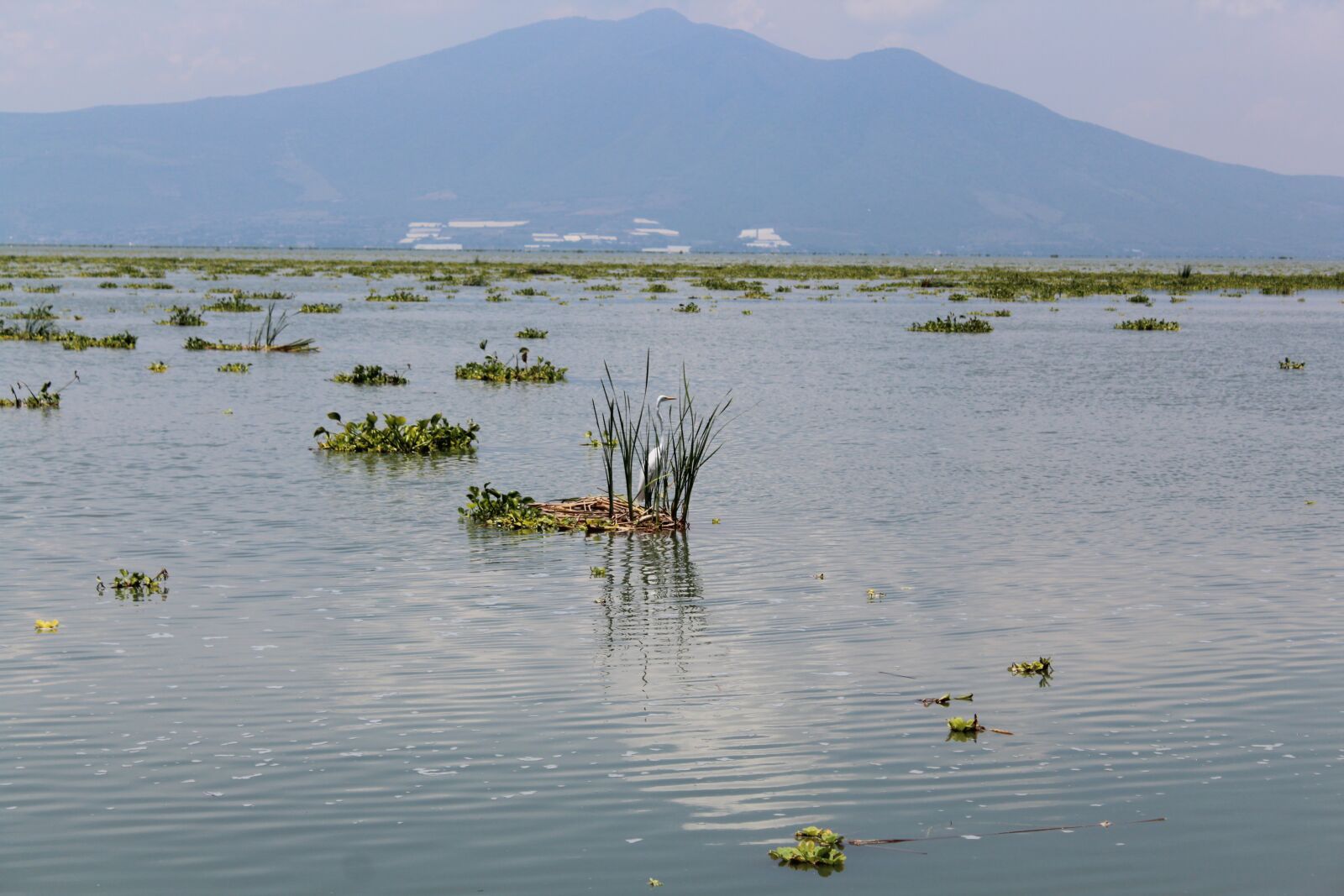 Canon EOS 1300D (EOS Rebel T6 / EOS Kiss X80) + Canon EF-S 18-55mm F3.5-5.6 III sample photo. Mexico, jalisco, chapala photography