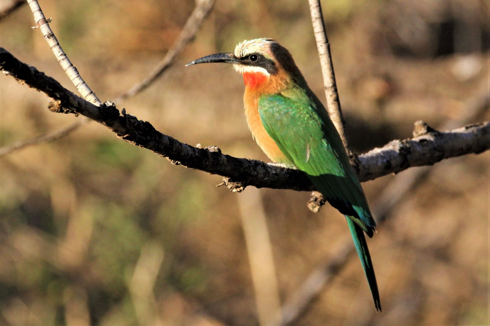 Canon EF 70-200mm F2.8L IS II USM sample photo. White fronted bee-eater, bird photography