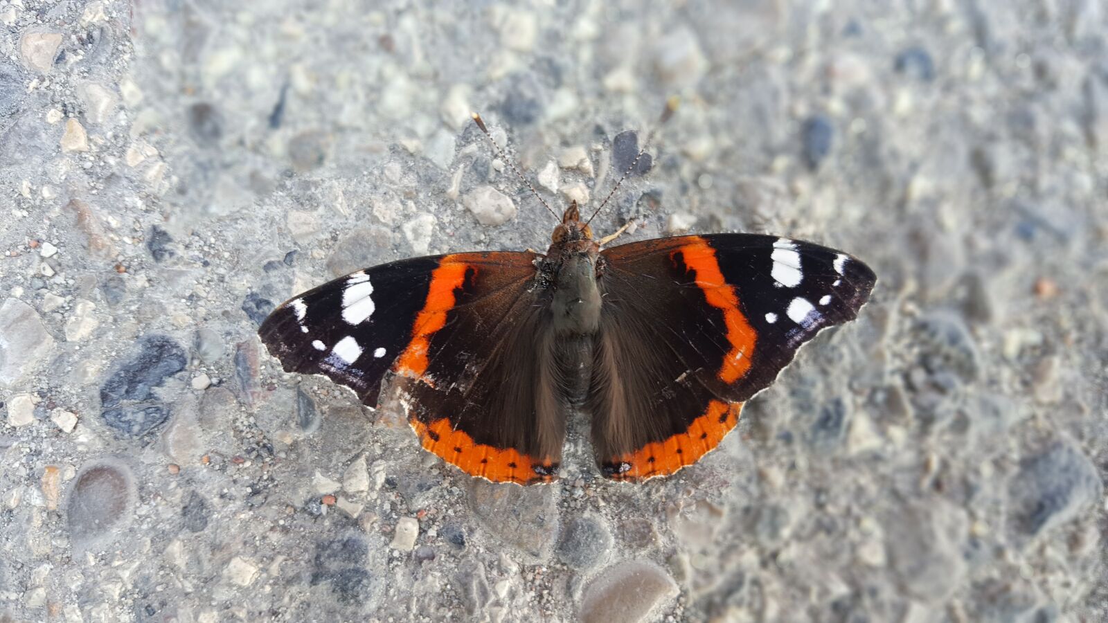Samsung Galaxy Note5 sample photo. Butterfly, amazing, insect photography