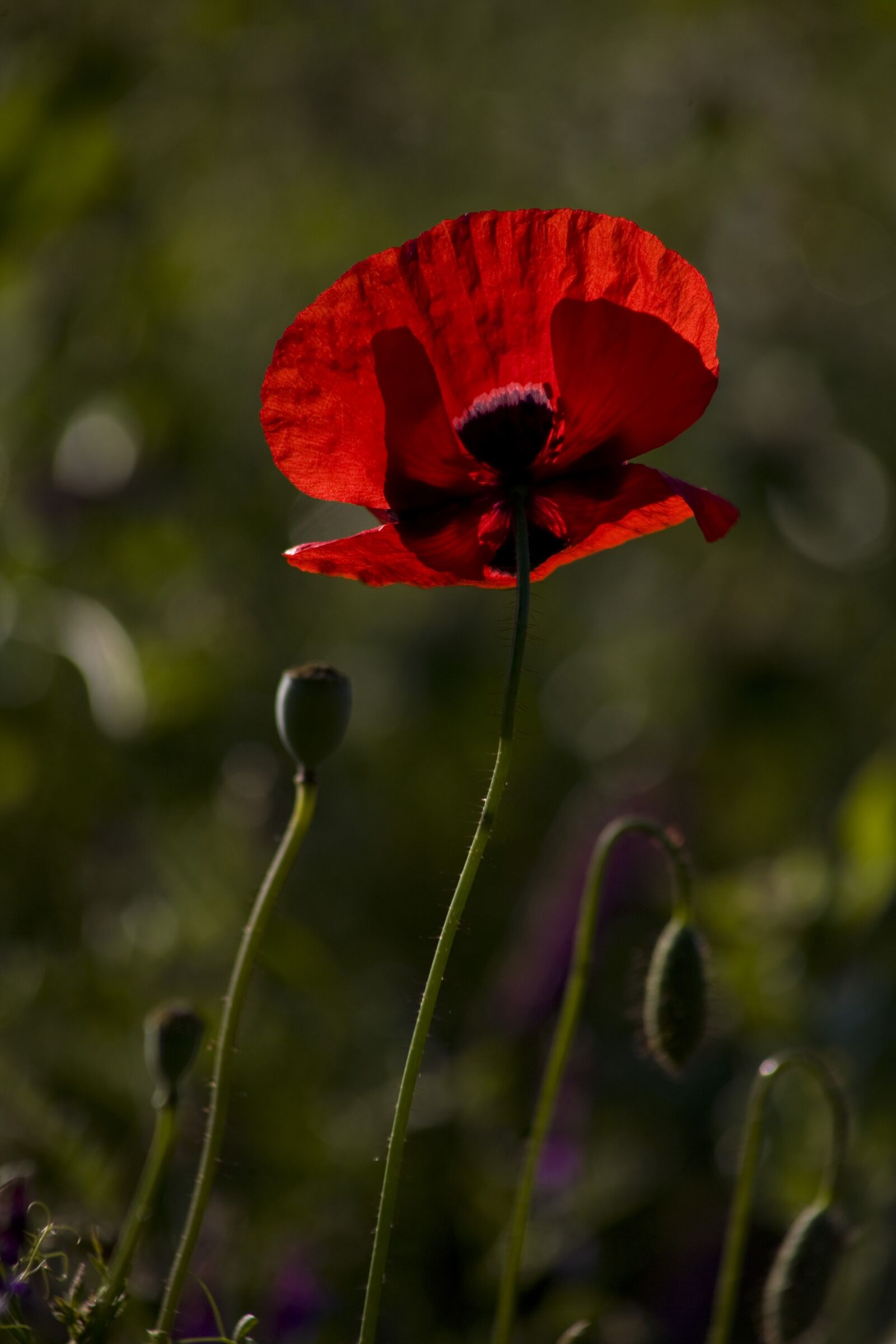 Canon EOS 5D sample photo. Papaver rhoeas, flower, poppy photography