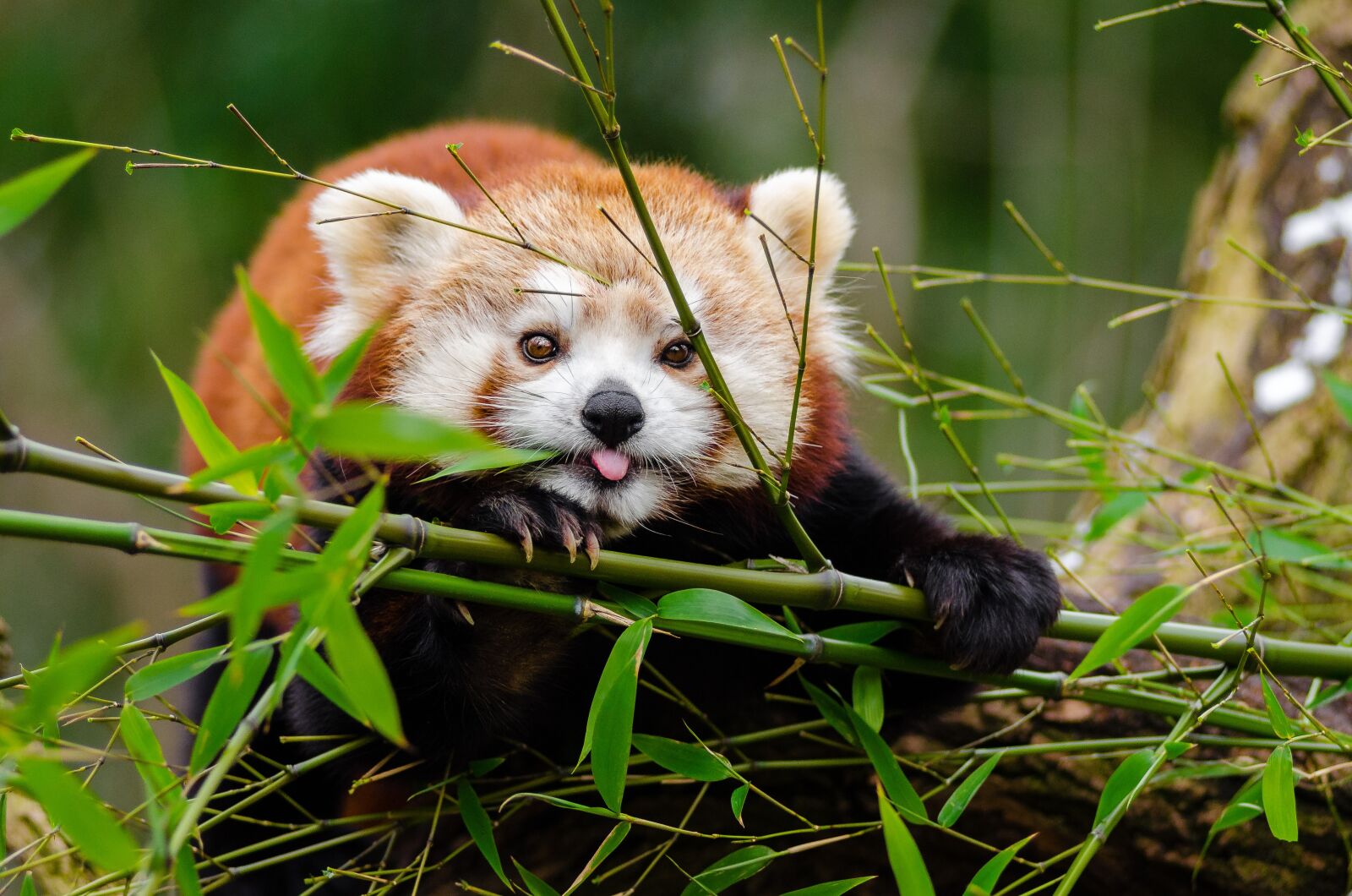 Nikon D7000 sample photo. Adorable, red panda, animal photography
