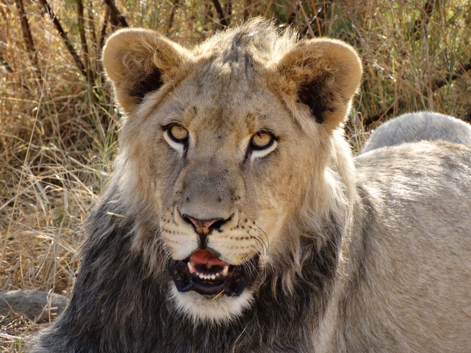 Sony Cyber-shot DSC-HX300 sample photo. Lion's whelp, lion, big photography