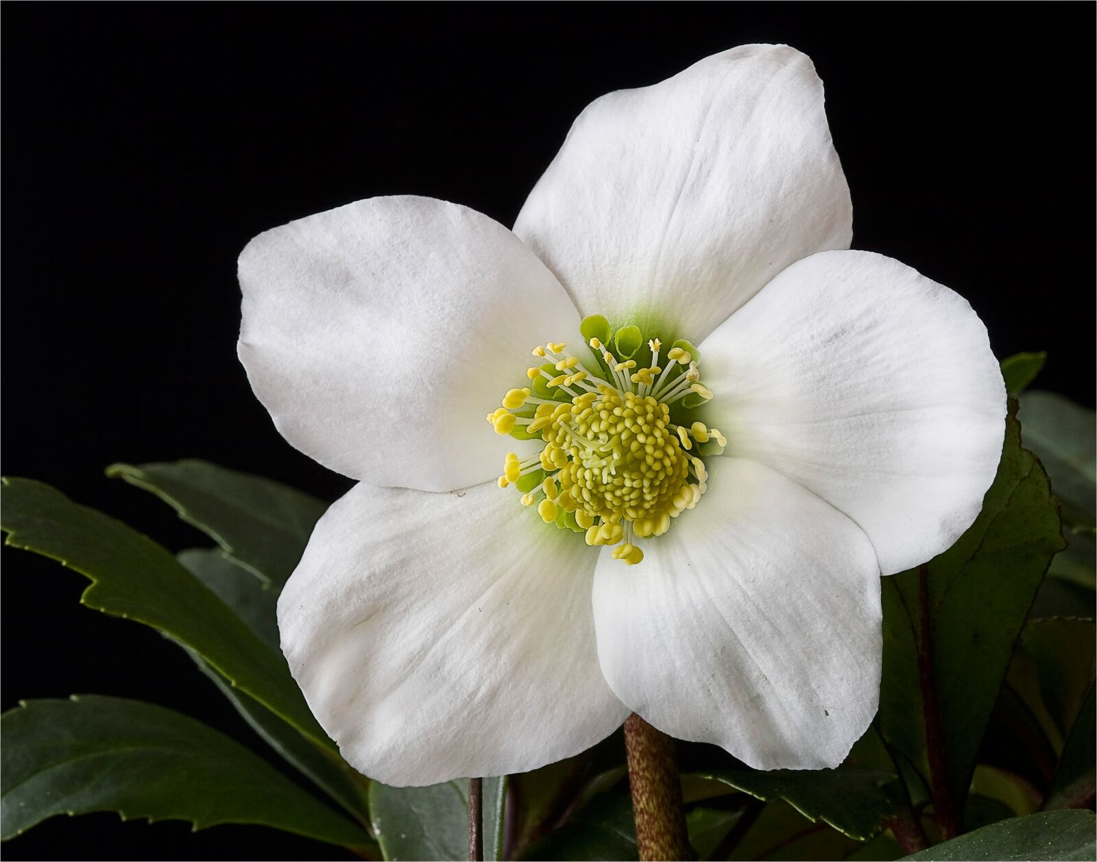 Canon EOS 30D sample photo. Nature, flowers, christmas rose photography
