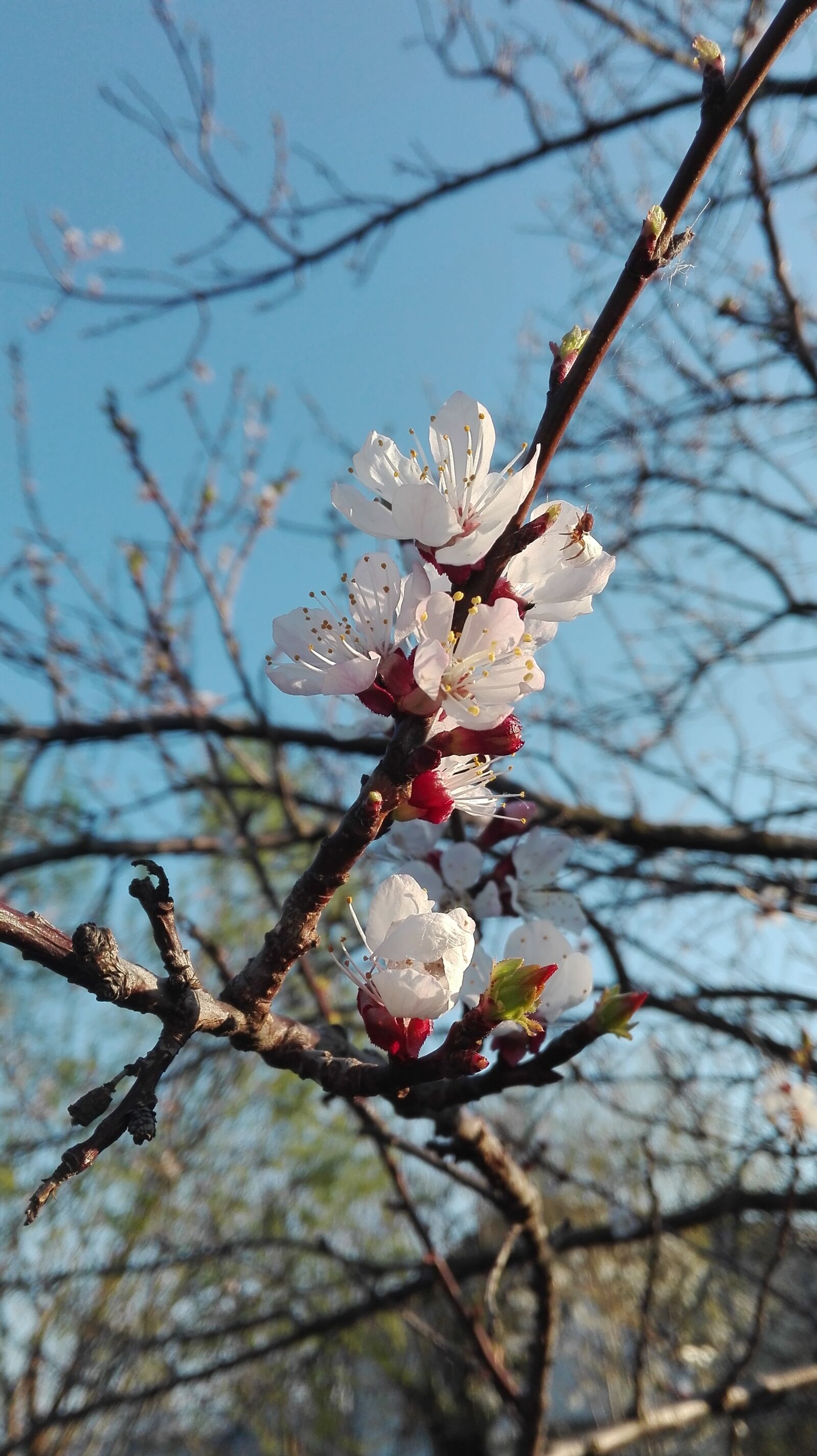 HUAWEI P8 Lite sample photo. Apricot blossom, fruit tree photography