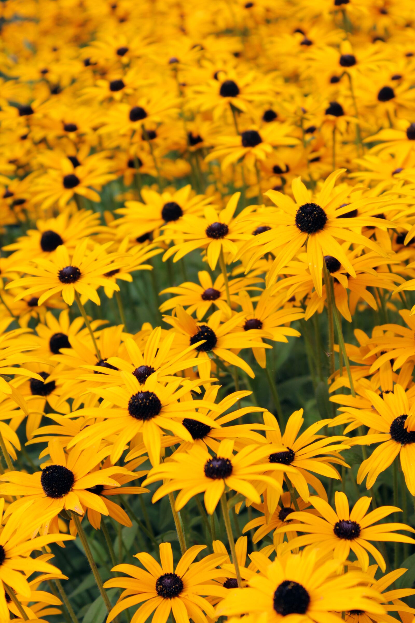 Canon EOS 550D (EOS Rebel T2i / EOS Kiss X4) sample photo. Blooms, spring, flower photography