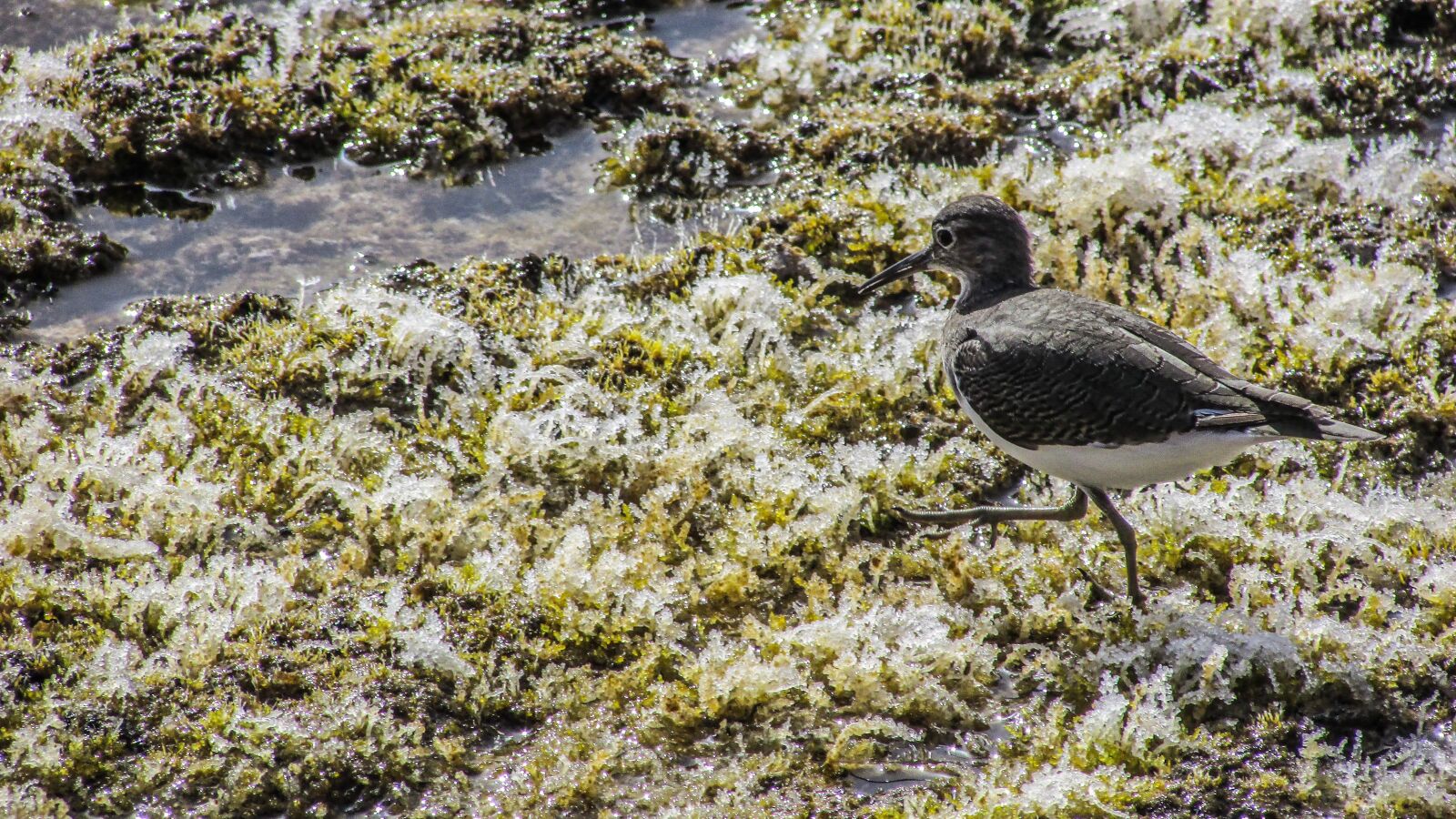 Canon PowerShot SX400 IS sample photo. Stint, seabird, migratory photography
