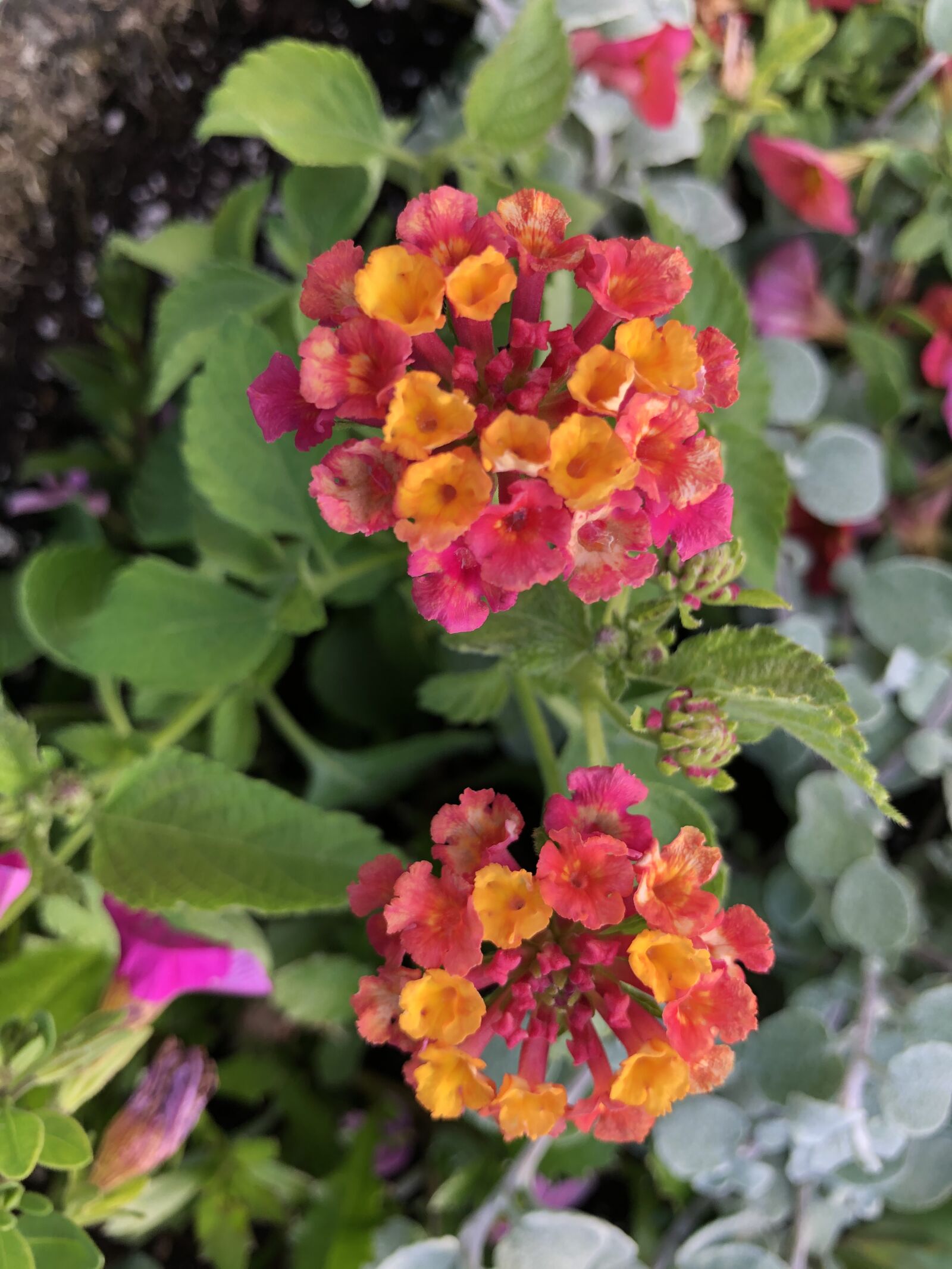 iPhone 8 back camera 3.99mm f/1.8 sample photo. Plant, nature, flower photography