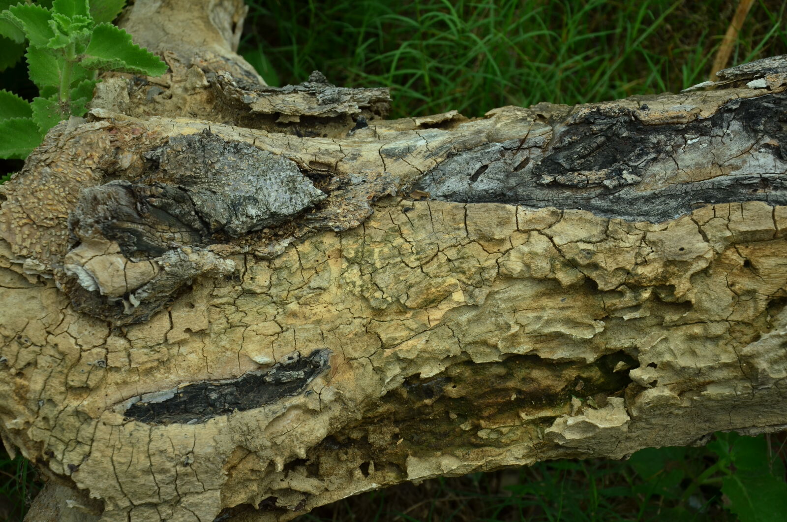 Nikon D7000 sample photo. Nature photography