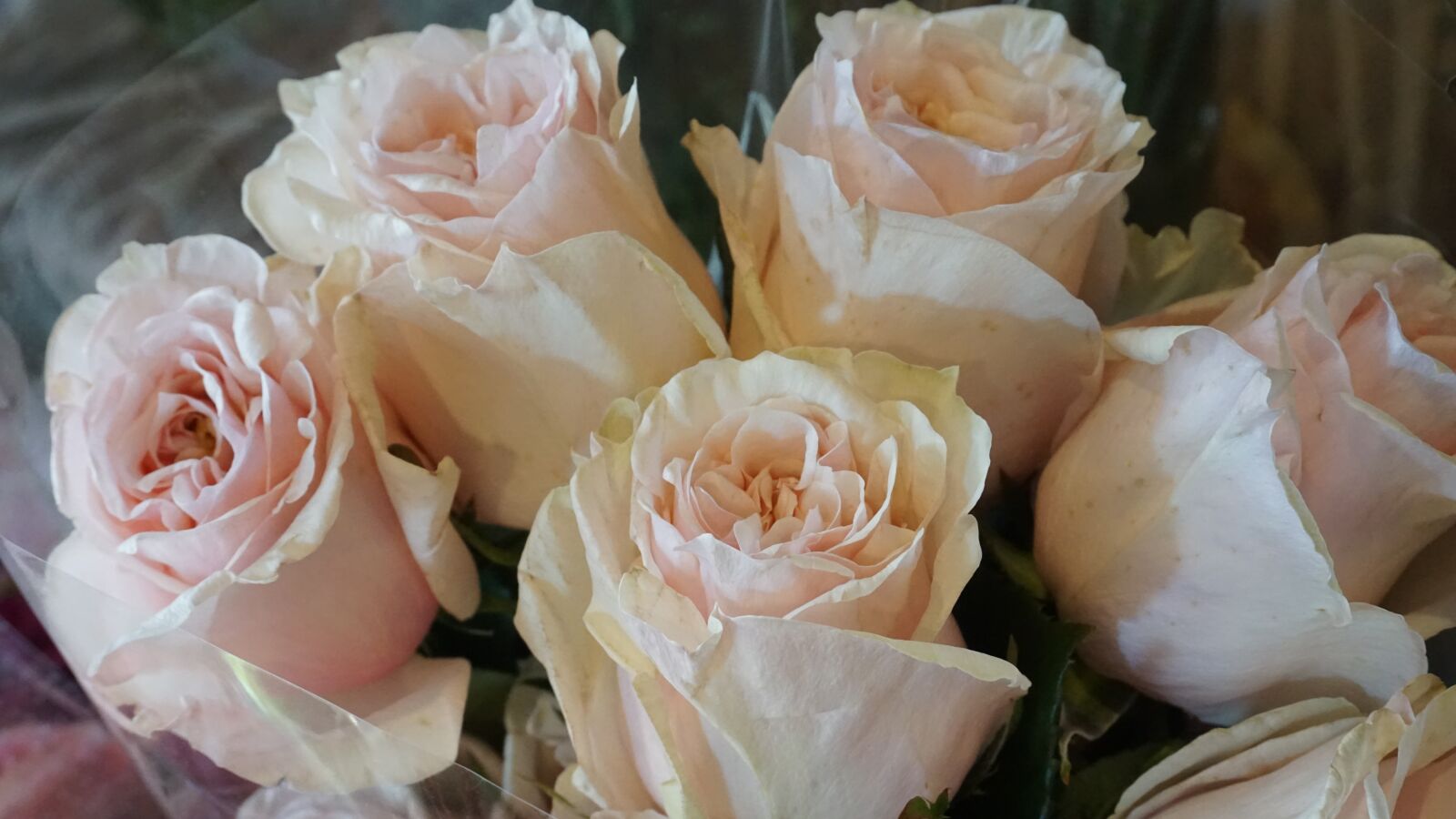 Sony E 16-50mm F3.5-5.6 PZ OSS sample photo. Flowers, flower, rose photography