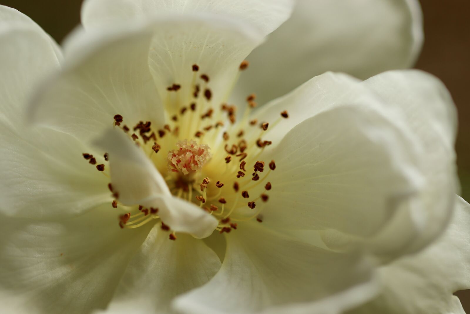Canon EOS 800D (EOS Rebel T7i / EOS Kiss X9i) sample photo. Rose, rose bloom, stamens photography