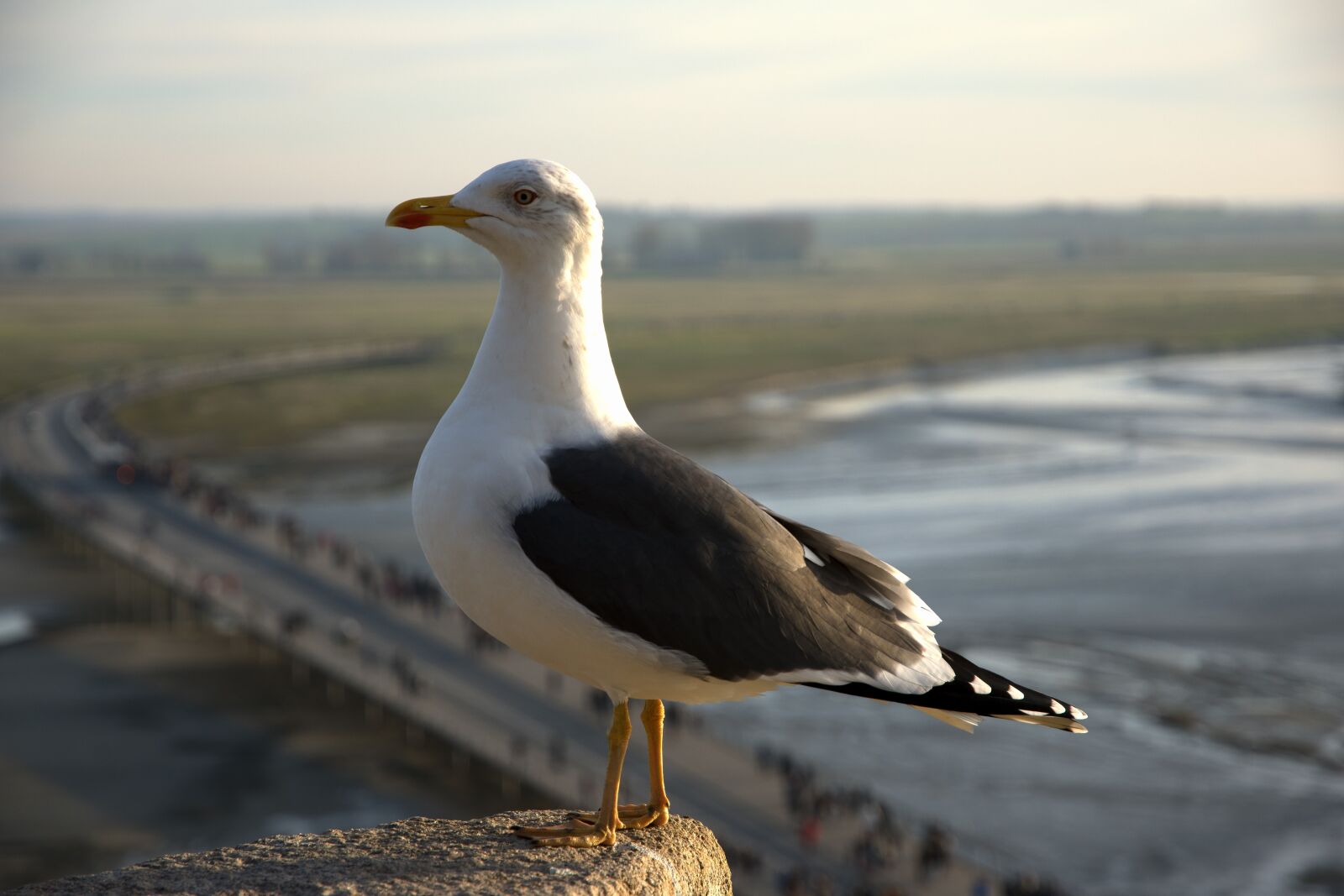 Nikon D5600 sample photo. Gull, bird, sea photography