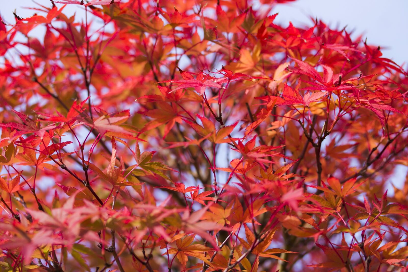 Canon EOS 1100D (EOS Rebel T3 / EOS Kiss X50) + Canon EF-S 60mm F2.8 Macro USM sample photo. Japan maple, maple leaf photography