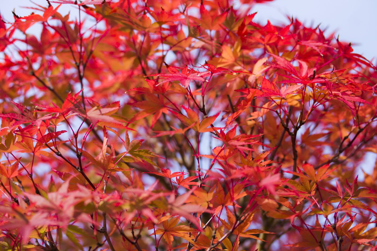Canon EF-S 60mm F2.8 Macro USM sample photo. Japan maple, maple leaf photography