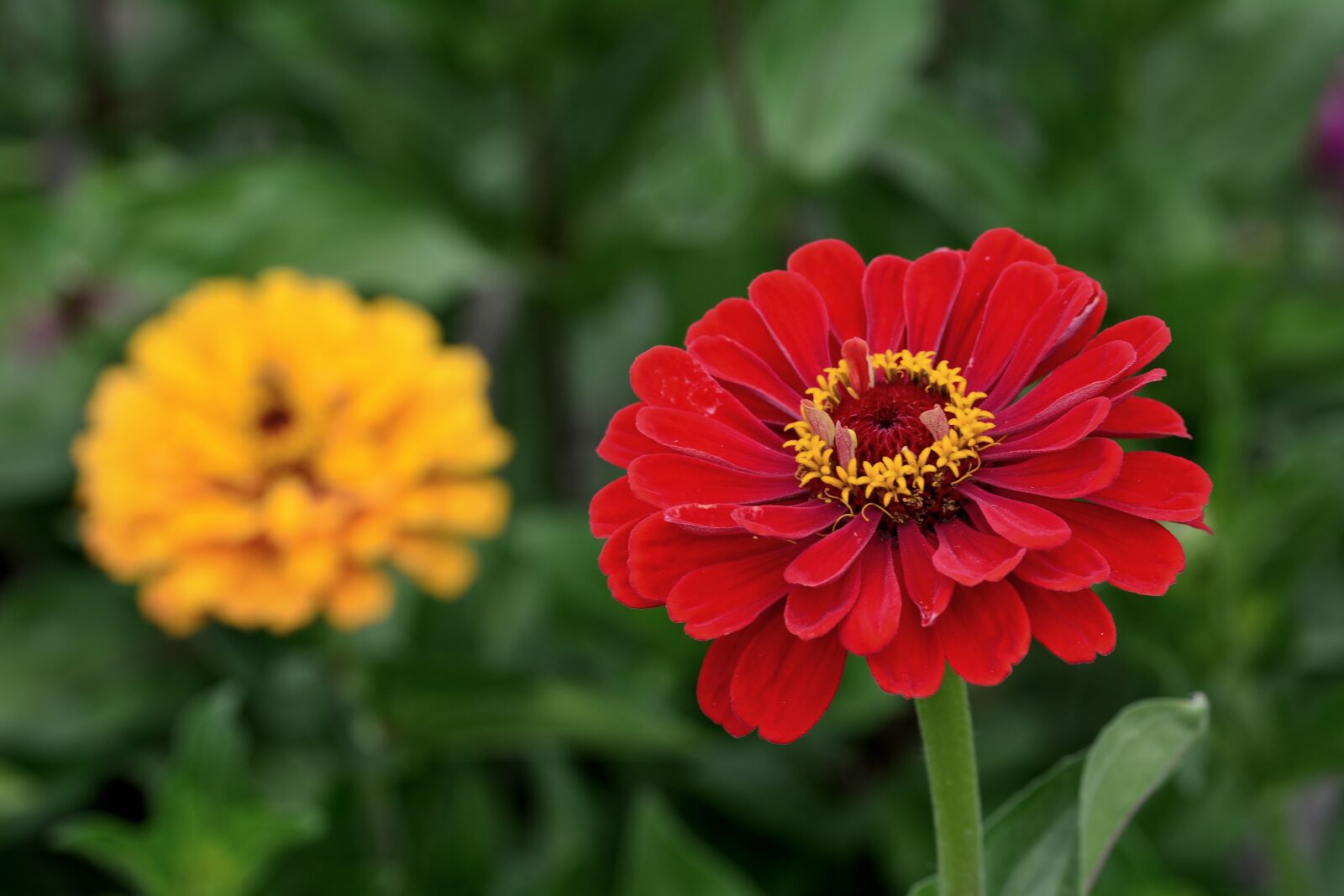 Nikon D5200 sample photo. Zinnia, garden, flower garden photography