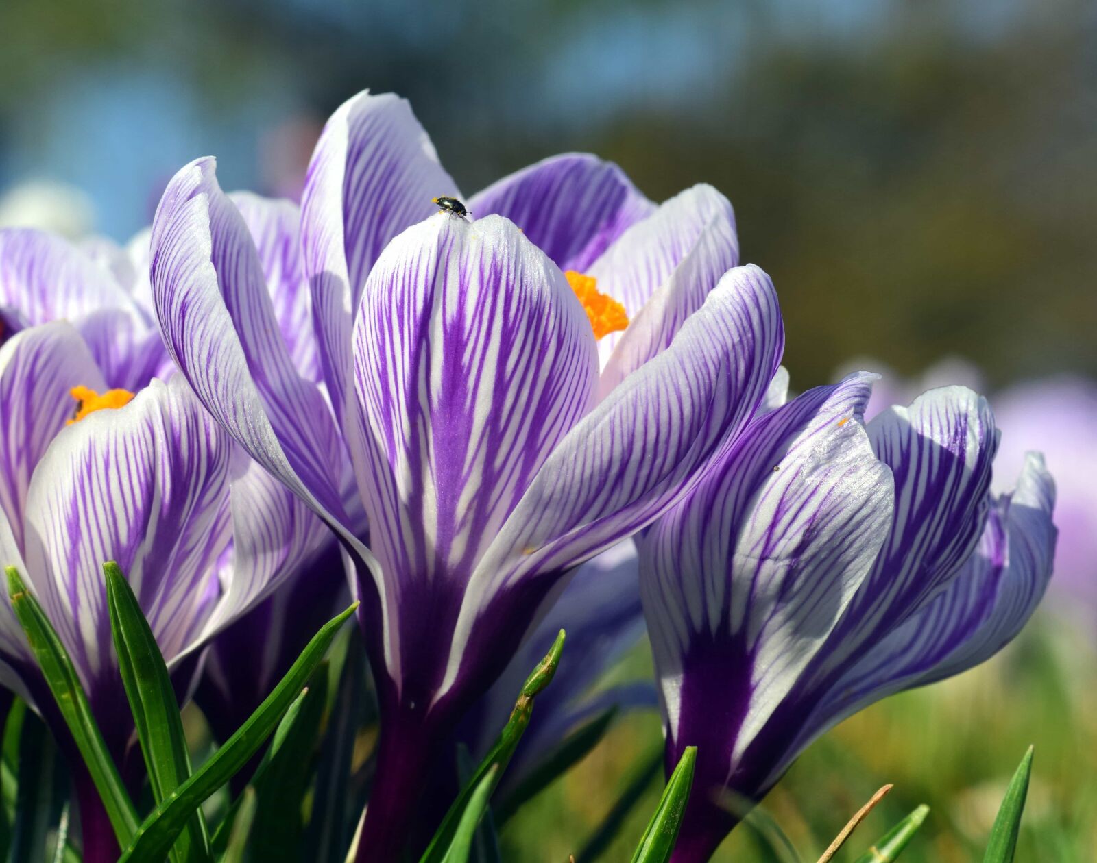 Nikon D3300 sample photo. Crocus, flora, leaf, flower photography