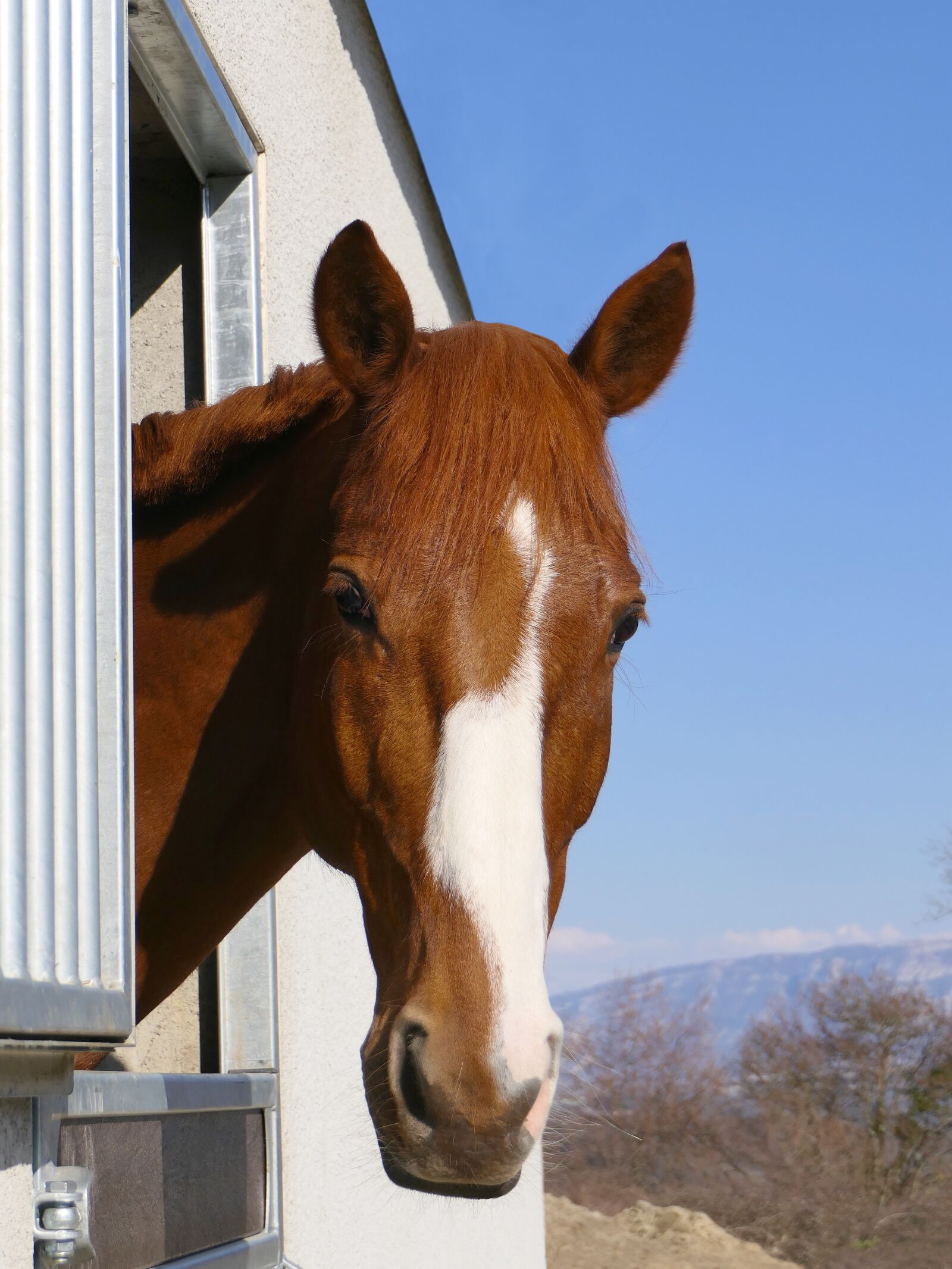 Panasonic Lumix DMC-FZ2500 (Lumix DMC-FZ2000) sample photo. Horse, portrait, look photography