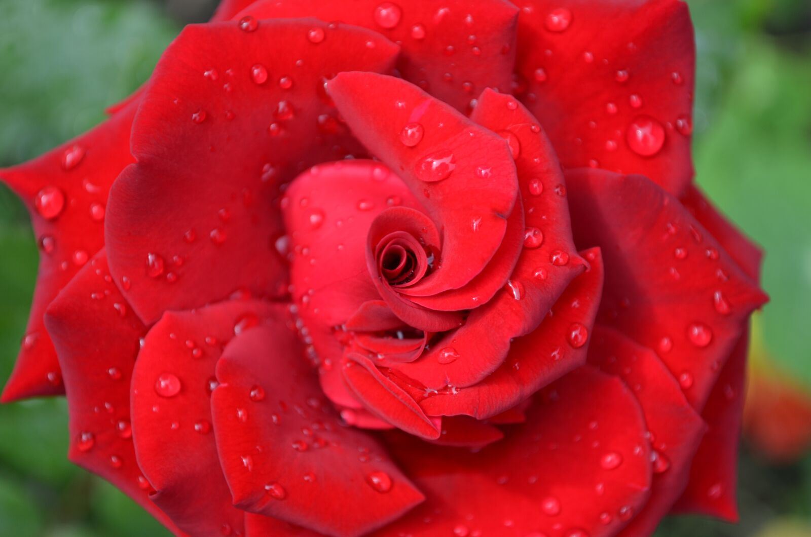 Nikon D5100 sample photo. Rose, red rose, red photography