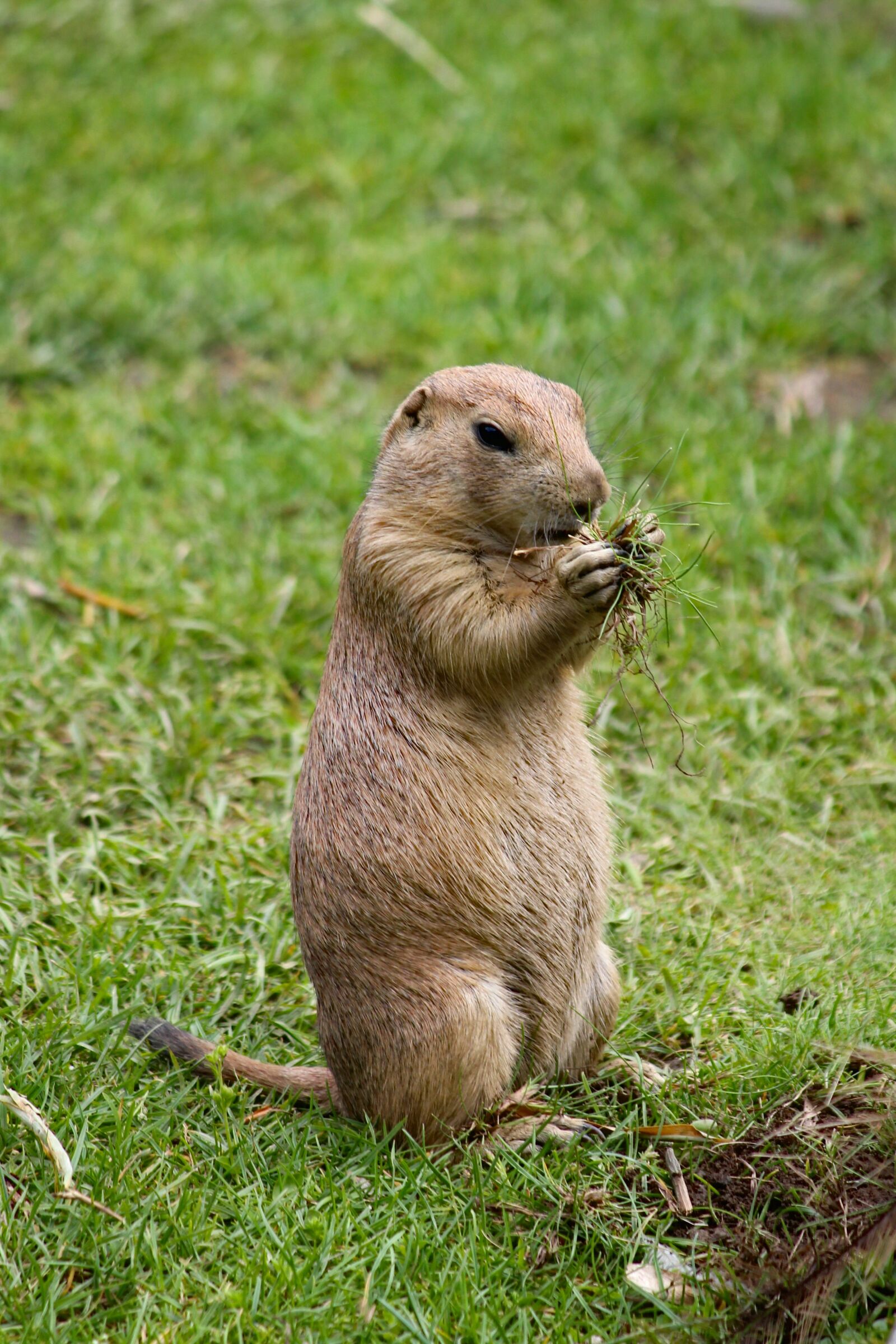 Canon EOS 550D (EOS Rebel T2i / EOS Kiss X4) sample photo. Prairie dogs, pr riov photography