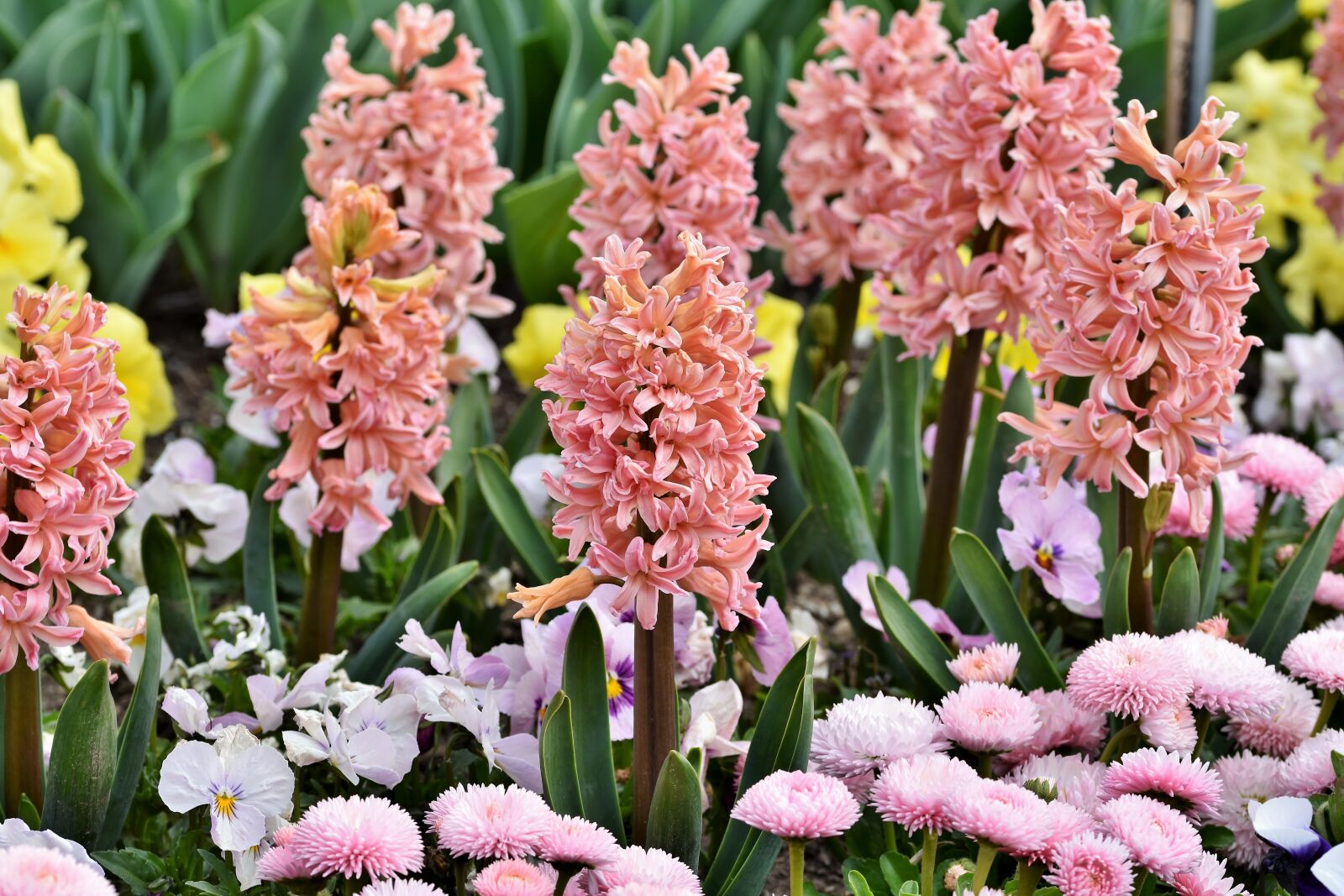 Nikon D7200 sample photo. Hyacinth, flowers, spring flower photography