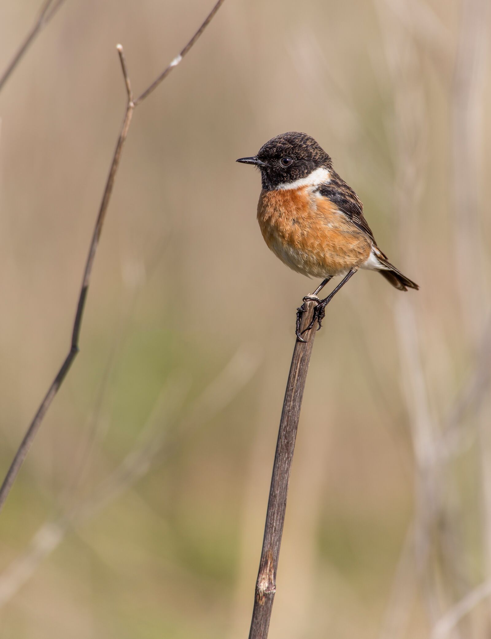 Canon EOS 6D sample photo. Bird, ave, feathers photography