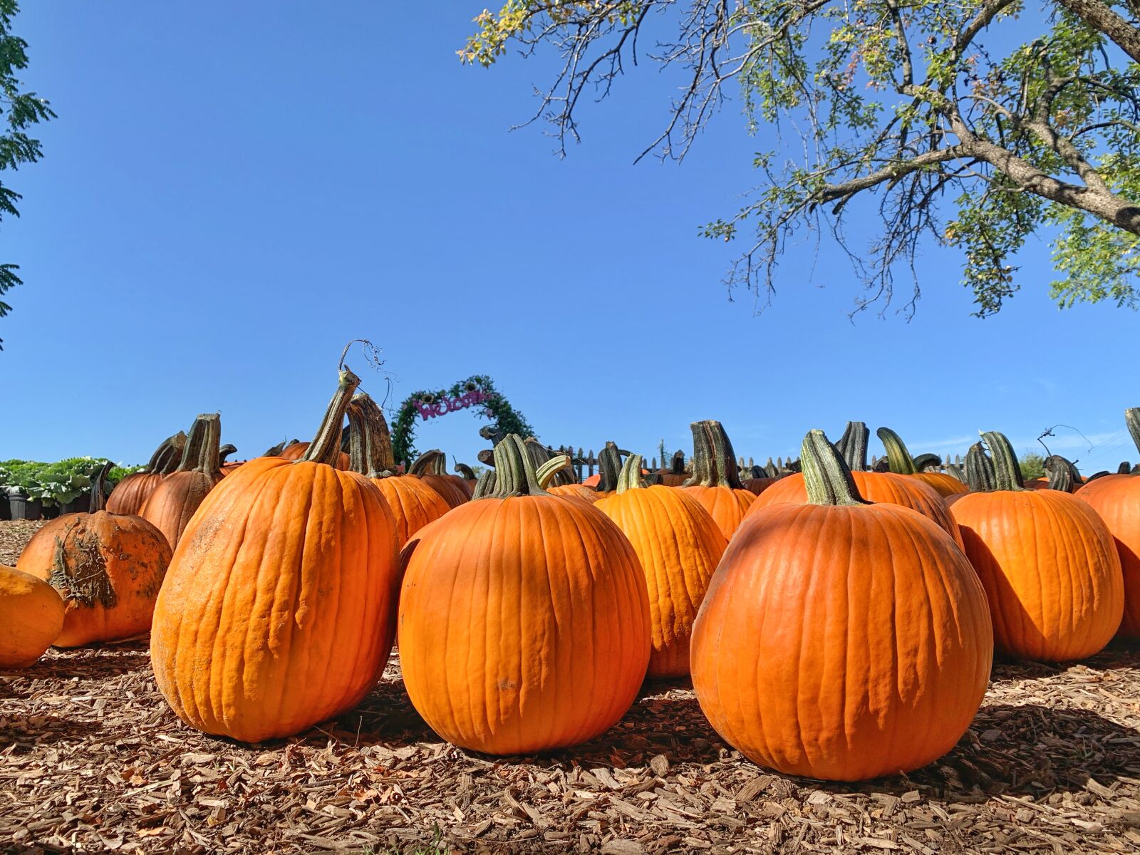 iPhone XR back camera 4.25mm f/1.8 sample photo. Pumpkins, squash, farm photography