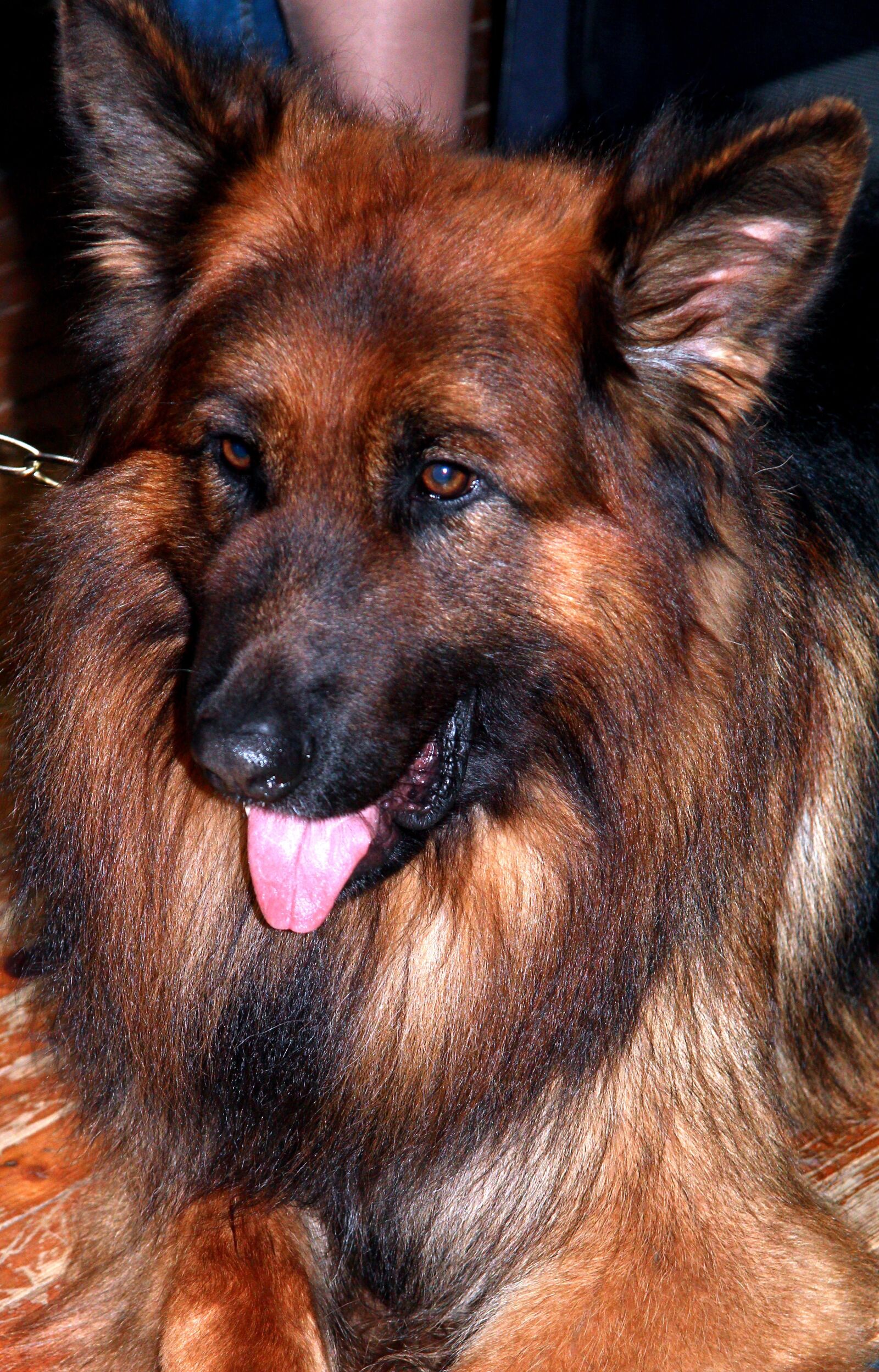 Canon EF-S 17-85mm F4-5.6 IS USM sample photo. Dog, furry, brown photography