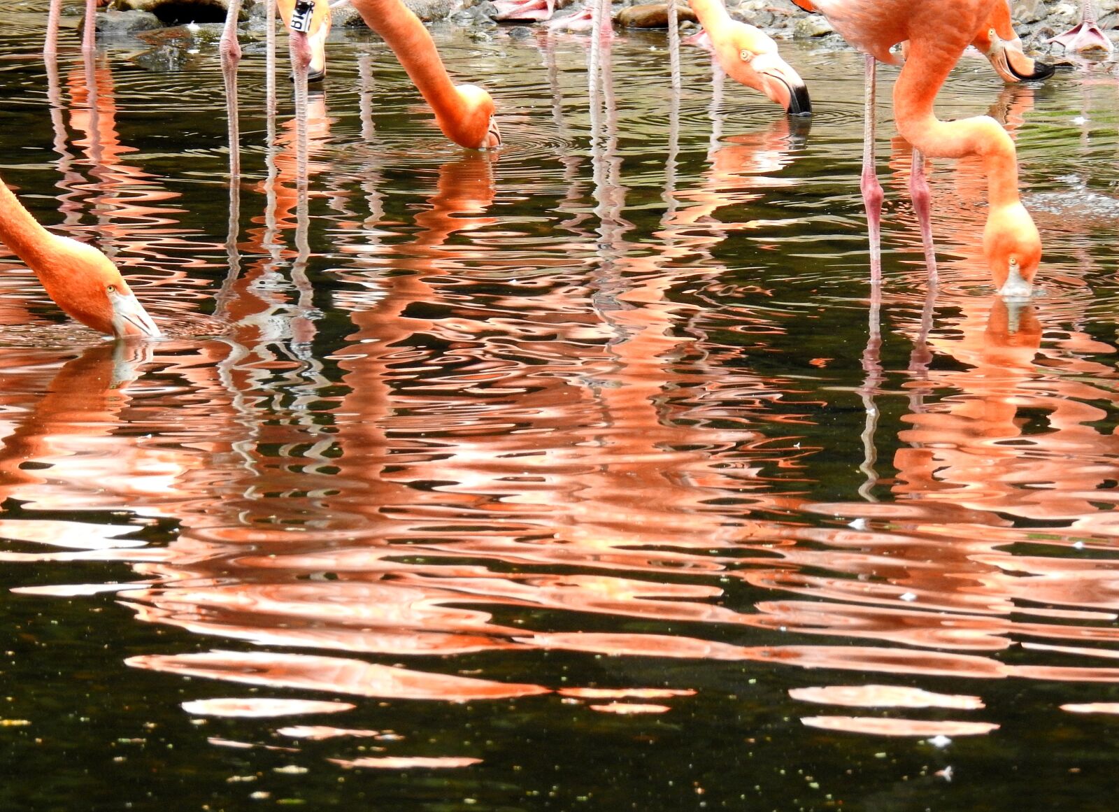 Nikon Coolpix P900 sample photo. Reflections, nature, mirroring photography