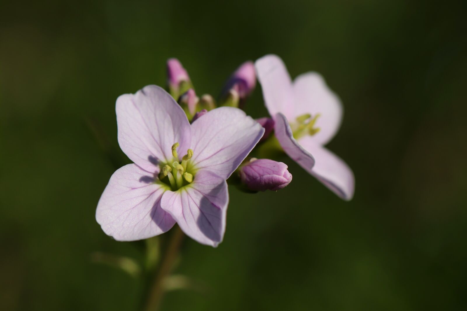 Canon EOS 800D (EOS Rebel T7i / EOS Kiss X9i) sample photo. Heath orchid, cuckoo flower photography