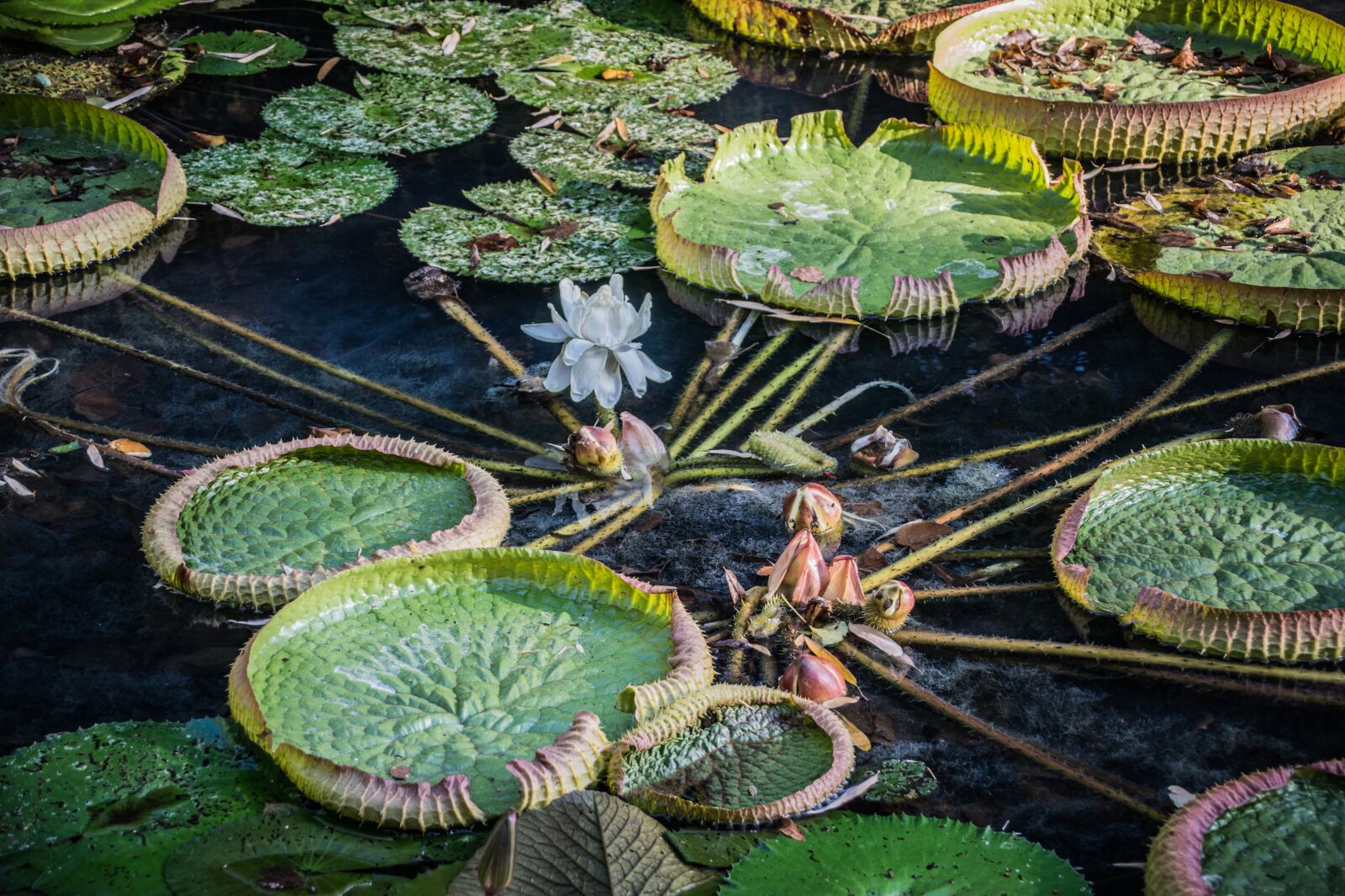 Nikon D5300 sample photo. Waterlilies, victoria, royal photography