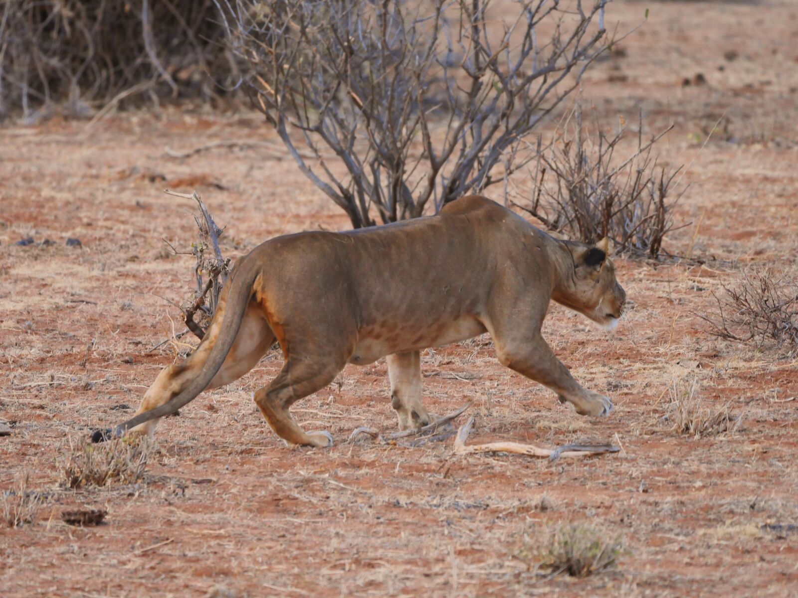 Panasonic Lumix DMC-GX8 sample photo. Lion, hunting, stalking photography