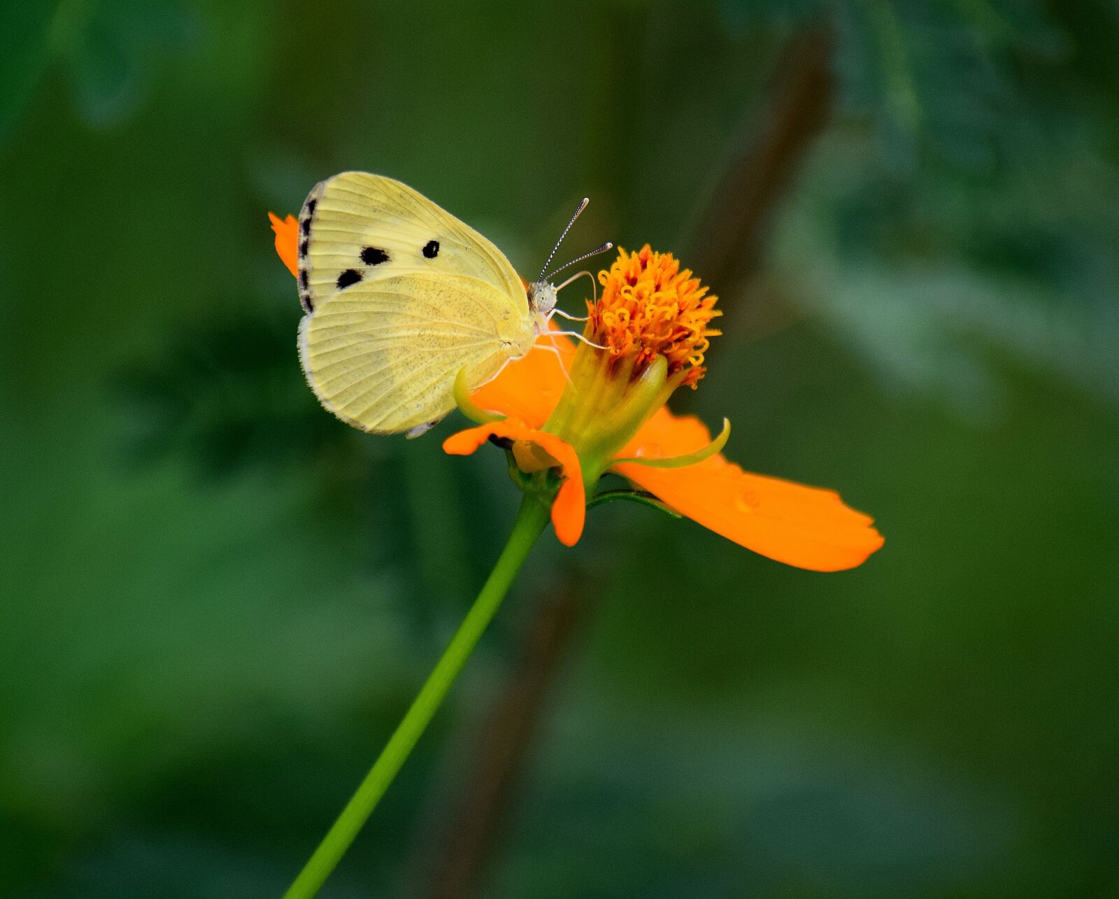 Nikon D3300 sample photo. Nature, flower, plant photography