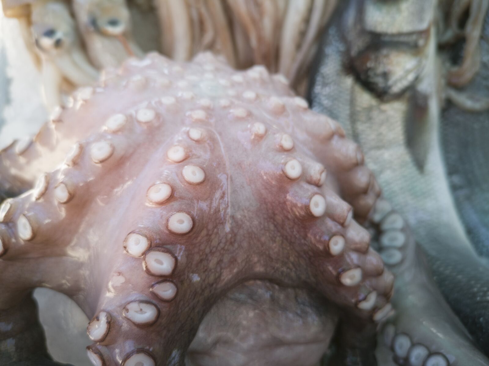 HUAWEI CLT-L09 sample photo. Octopus, fish, squid photography