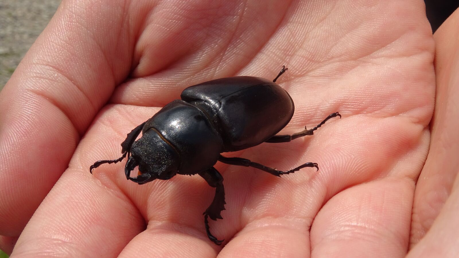 Sony DSC-HX60 sample photo. Insect, beetle, nature photography